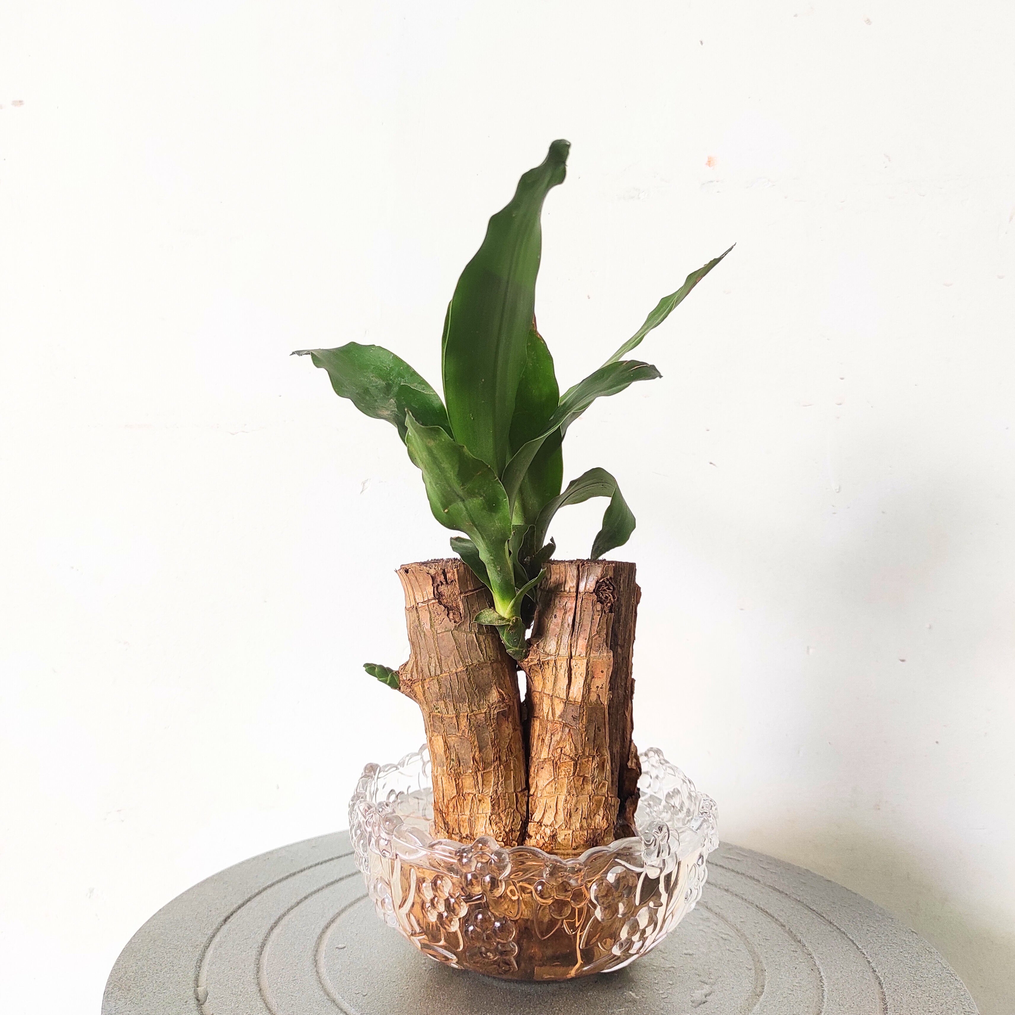 Brazilian Wood Plant