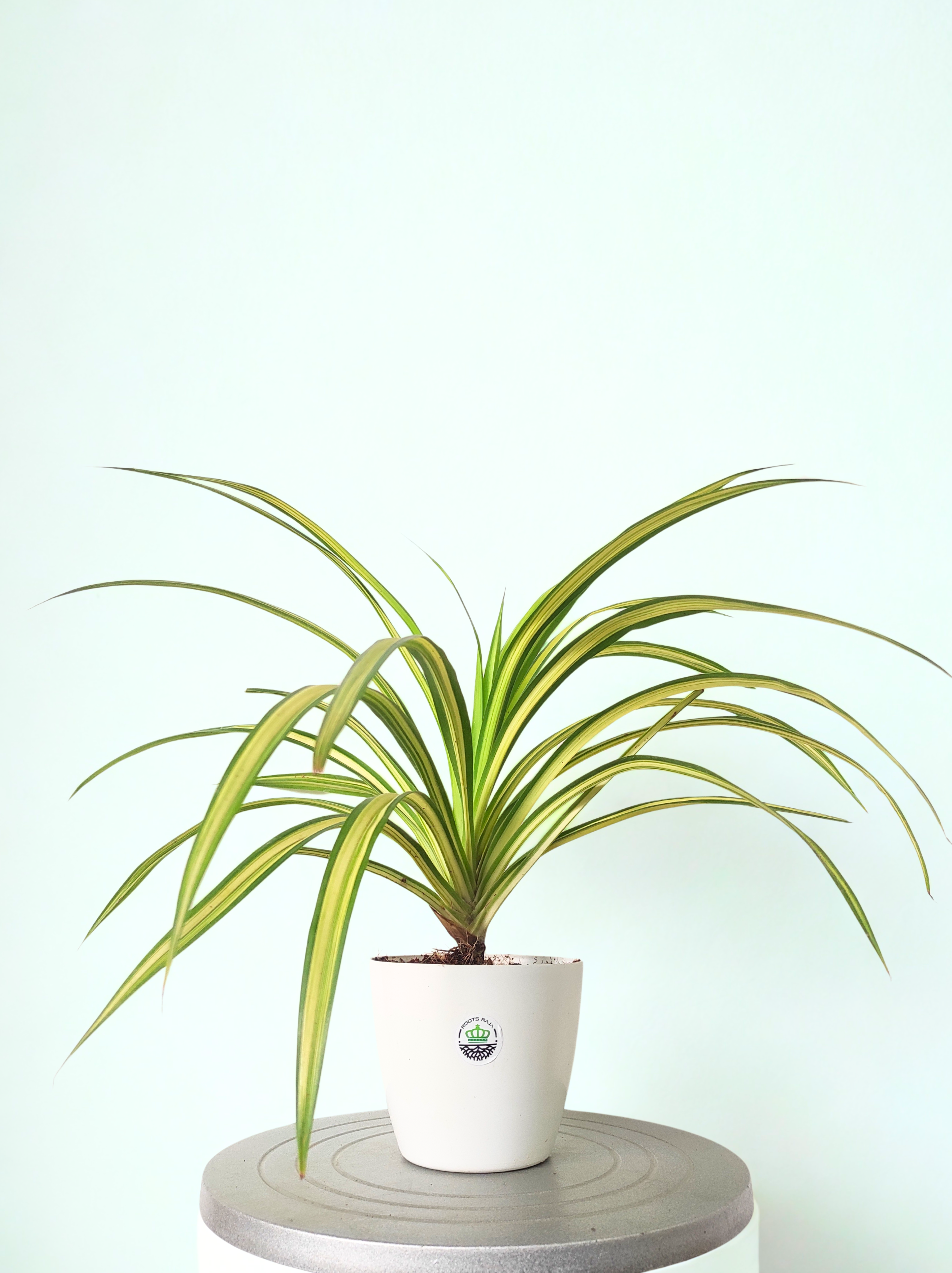 Spider Plant Variegated