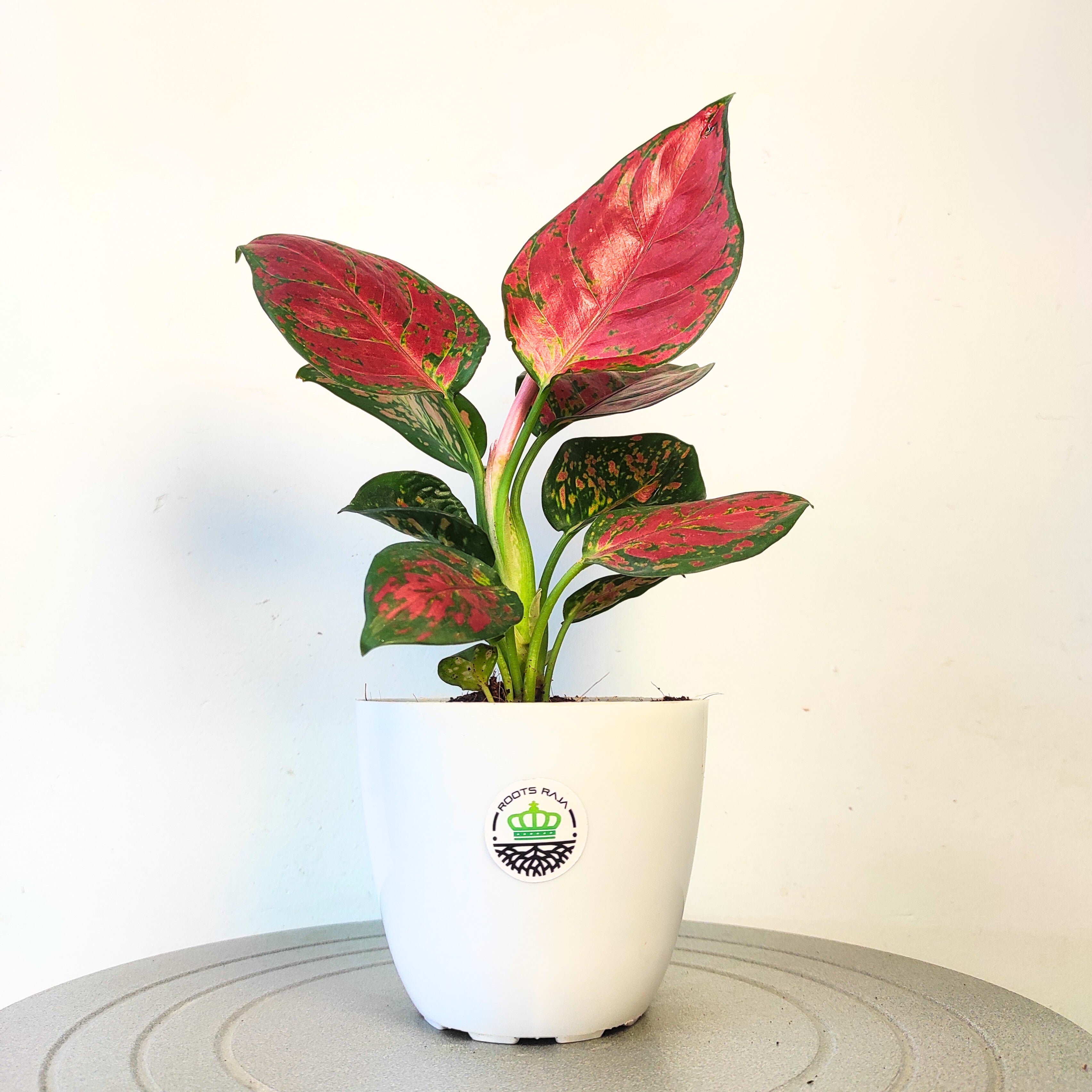 Aglaonema Red wine