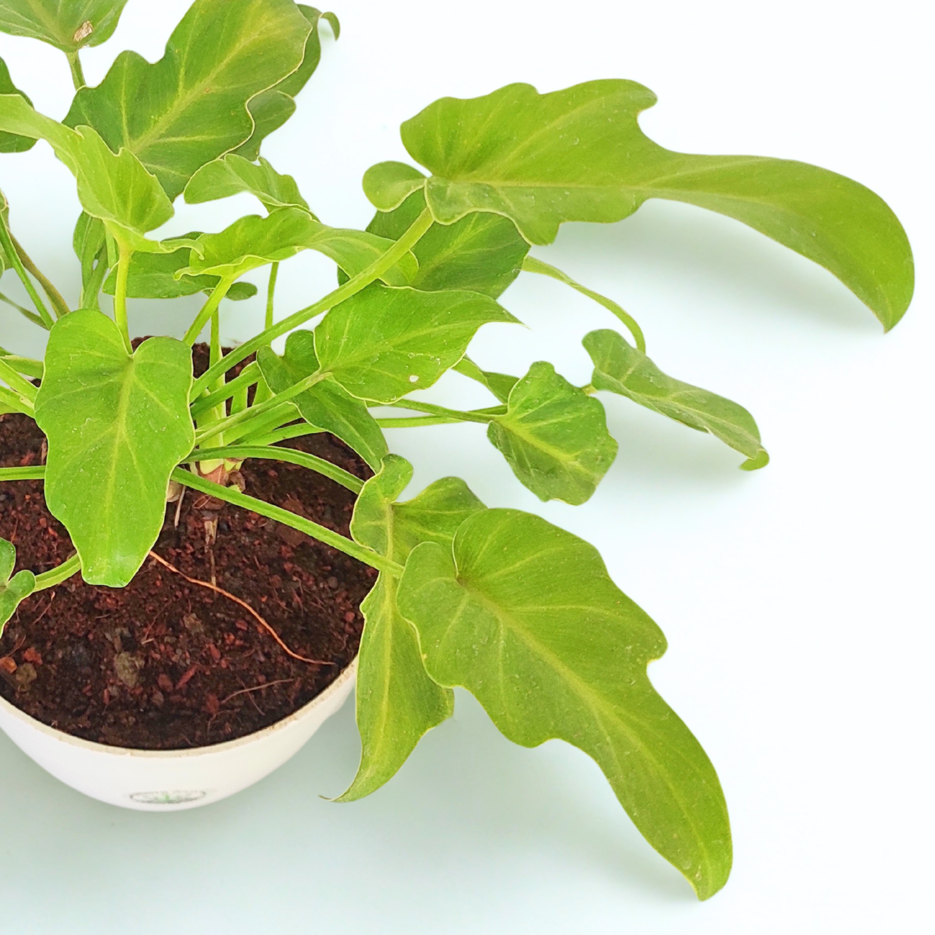philodendron xanadu young Buy Philodendron Xanadu Plant Online