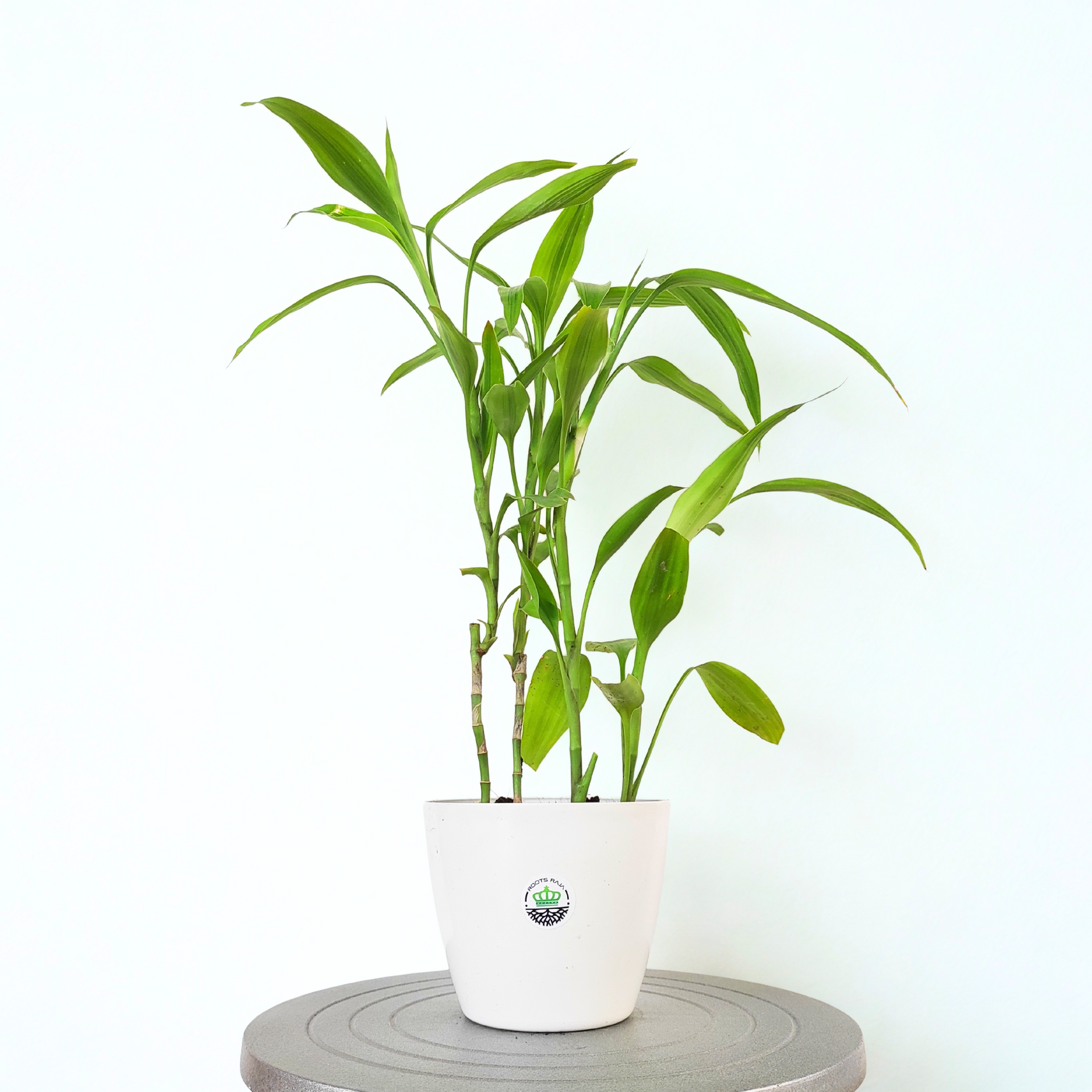 lucky bamboo online india Lucky Bamboo Plant (Soil) – rootsraja.in