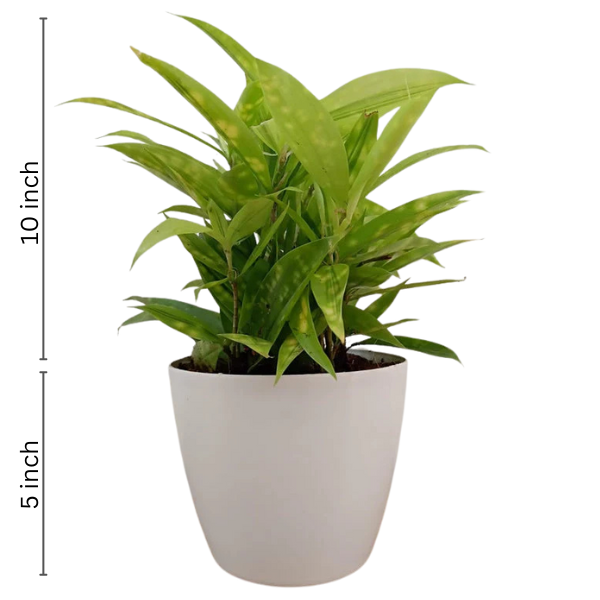 Dracaena Milky Way