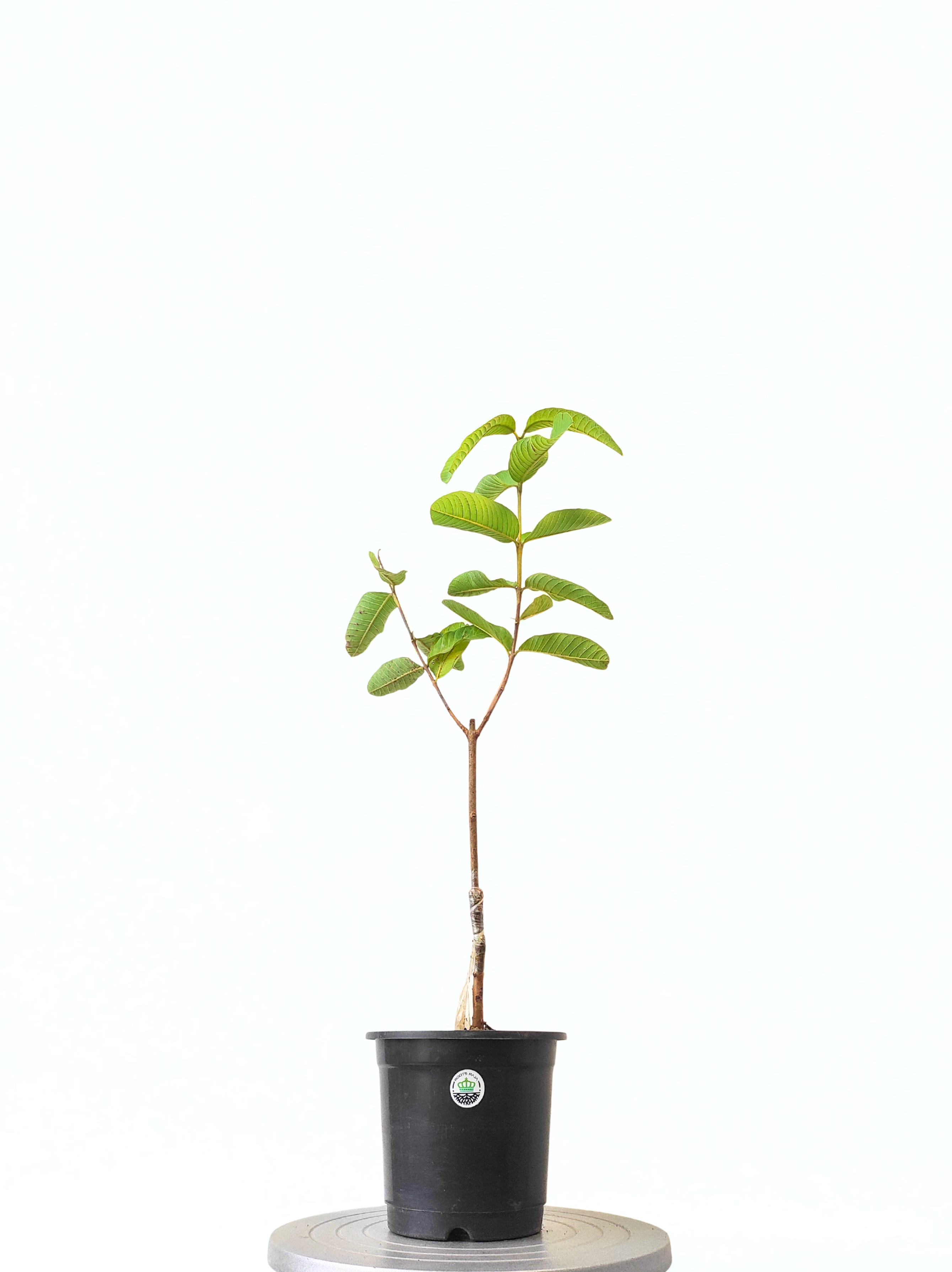 Grafted Allahabad Safeda Guava