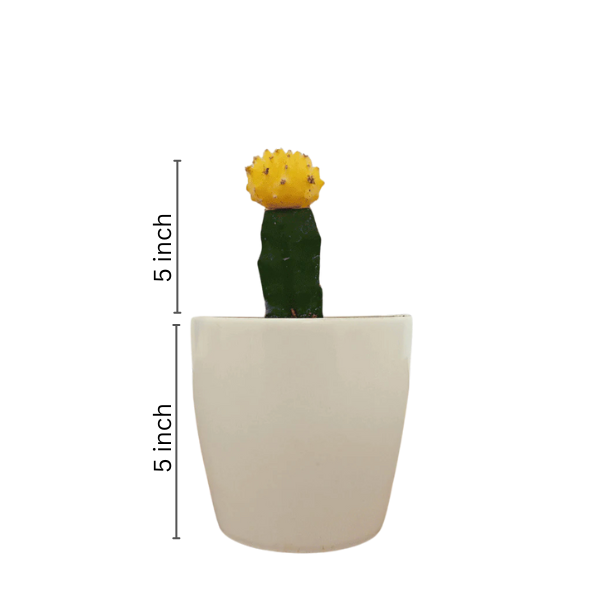 Moon Cactus Yellow