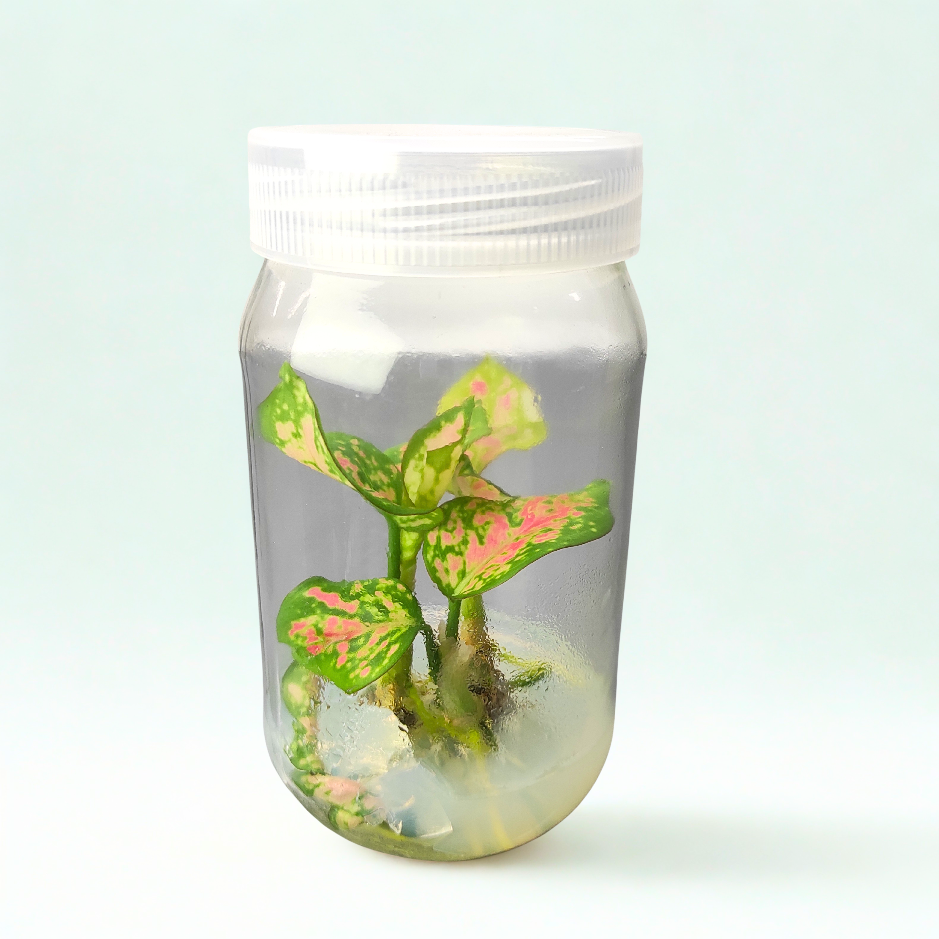 Aglaonema Pink (Tissue Cultured)