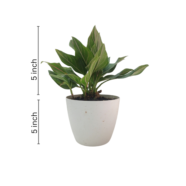 Aglaonema Red Vein