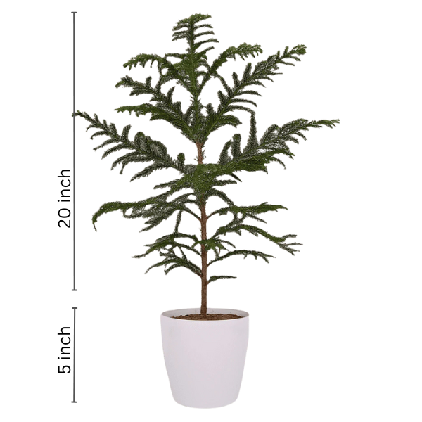 Araucaria