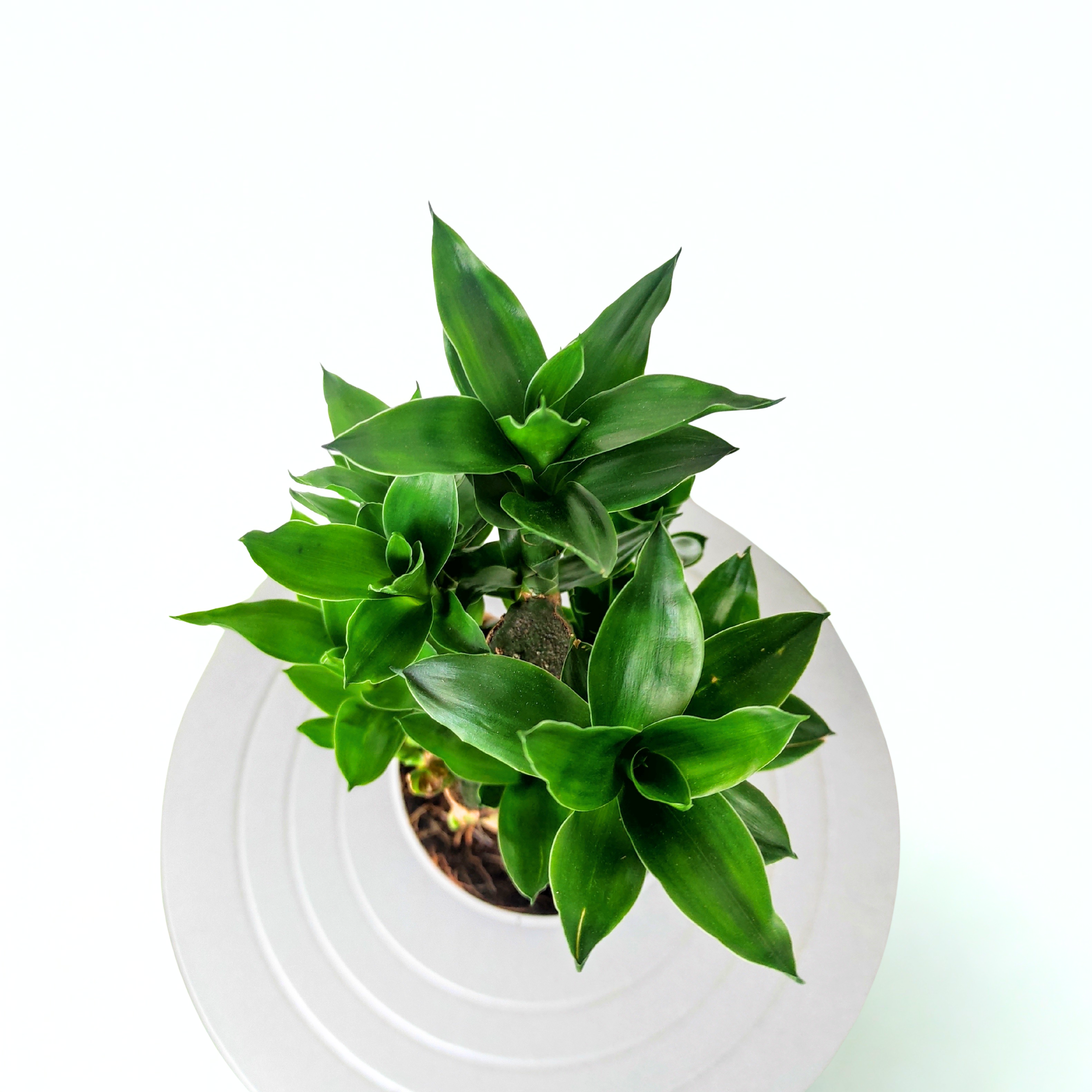 Lotus Bamboo Plant (5 Sticks)