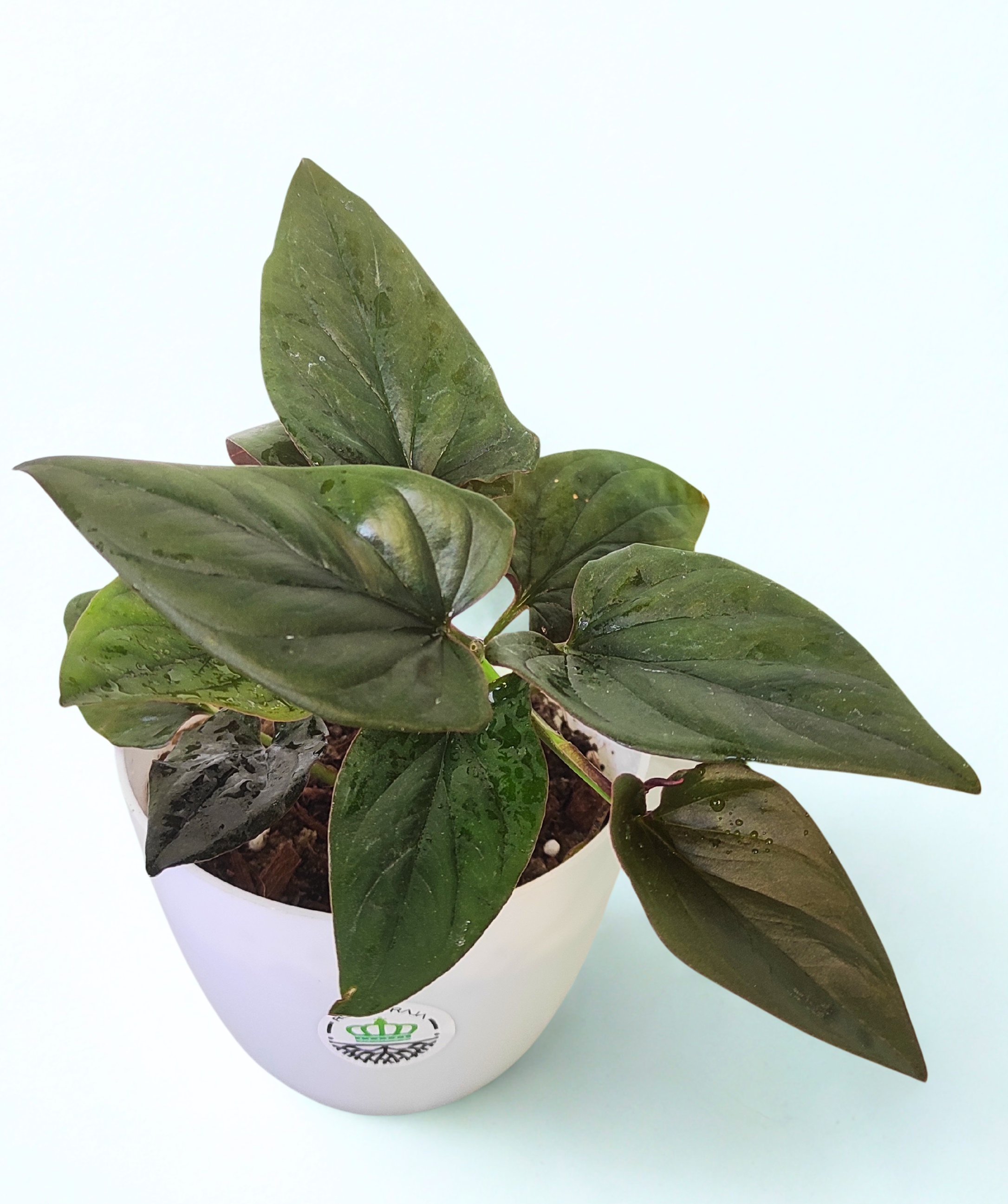 Black Money Plant