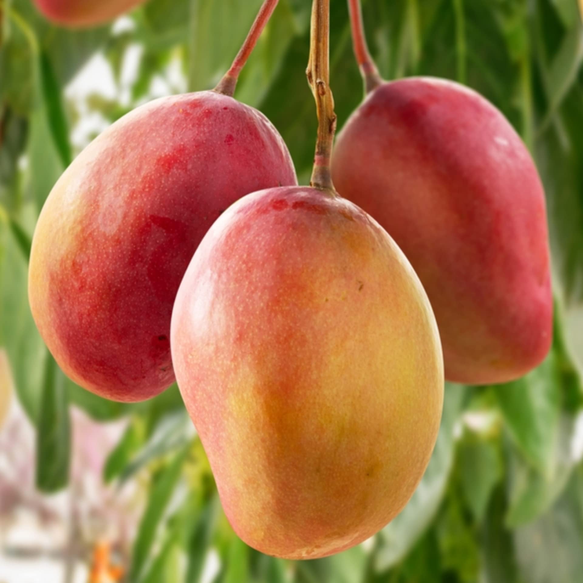 Grafted Ambika Mango