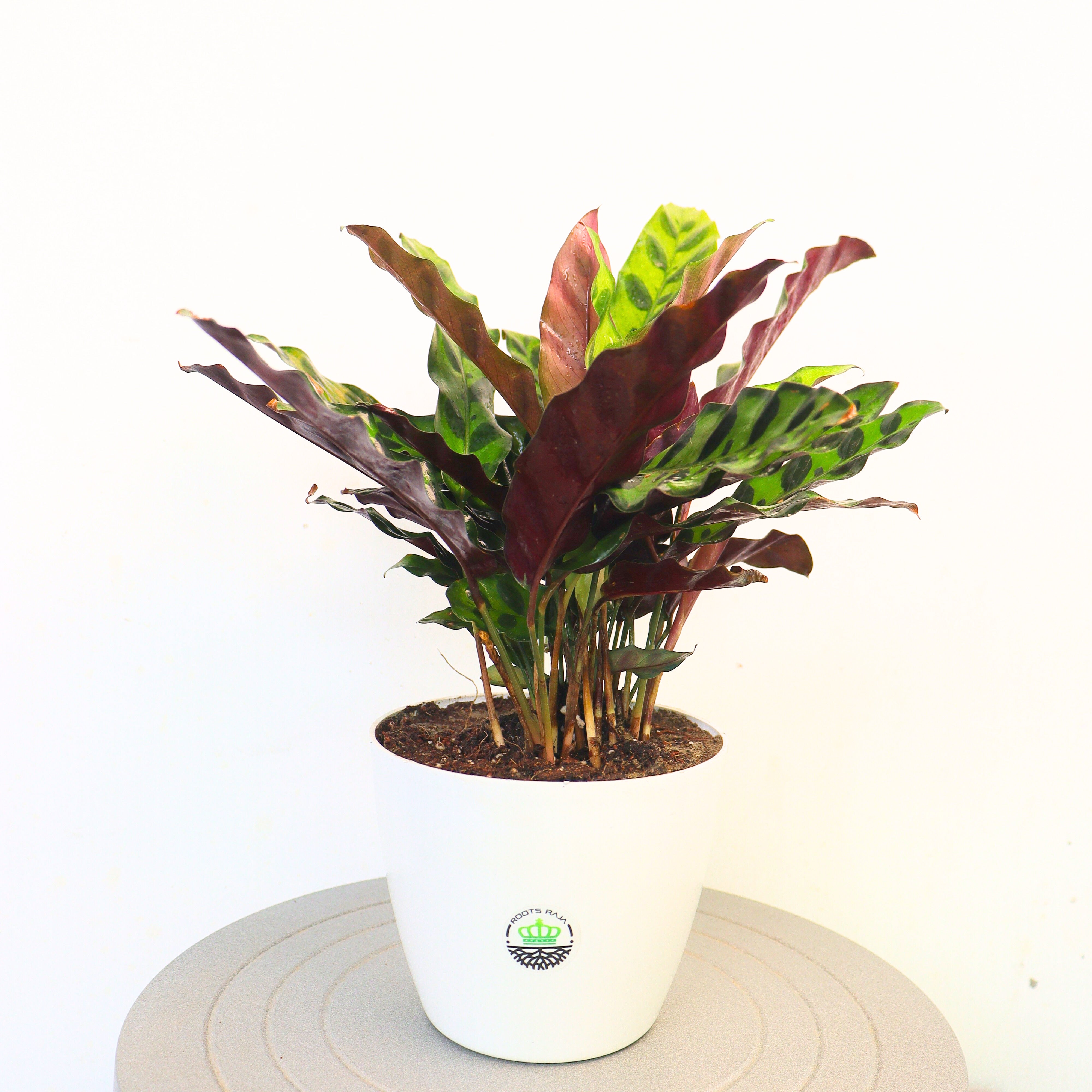 Calathea Insignis