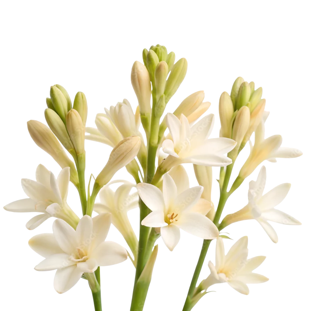 Rajnigandha Bulb