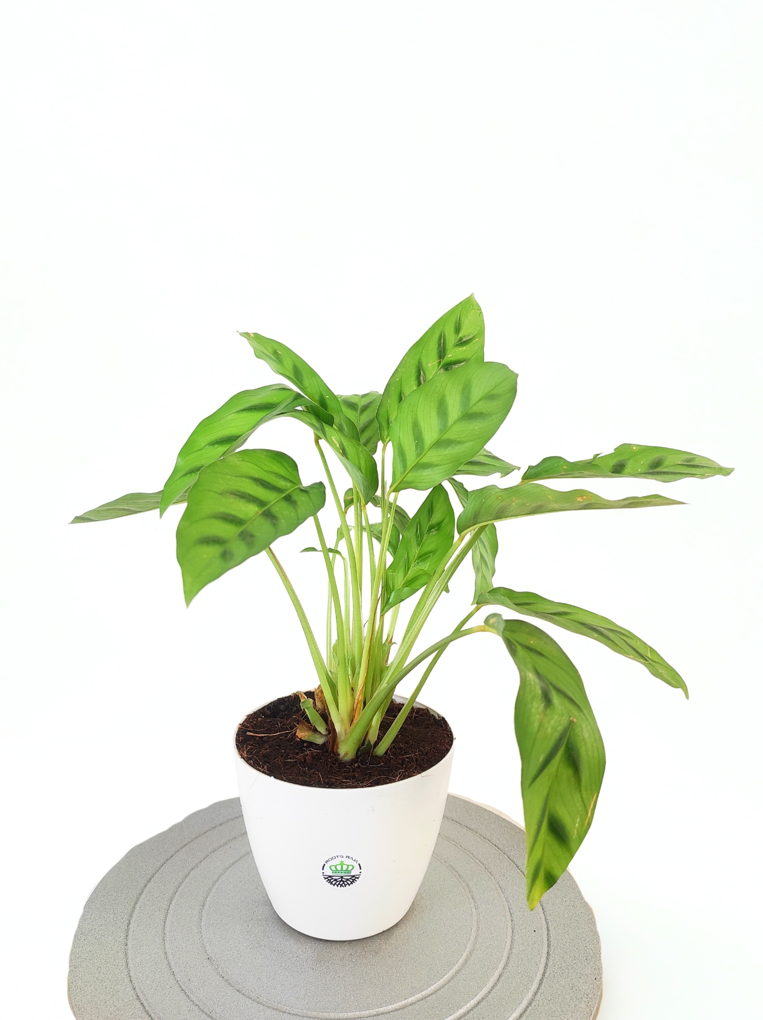 leopardina prayer plant Calathea Leopardina-Care Tips, Benefits & Indoor Plant Guide – rootsraja.in