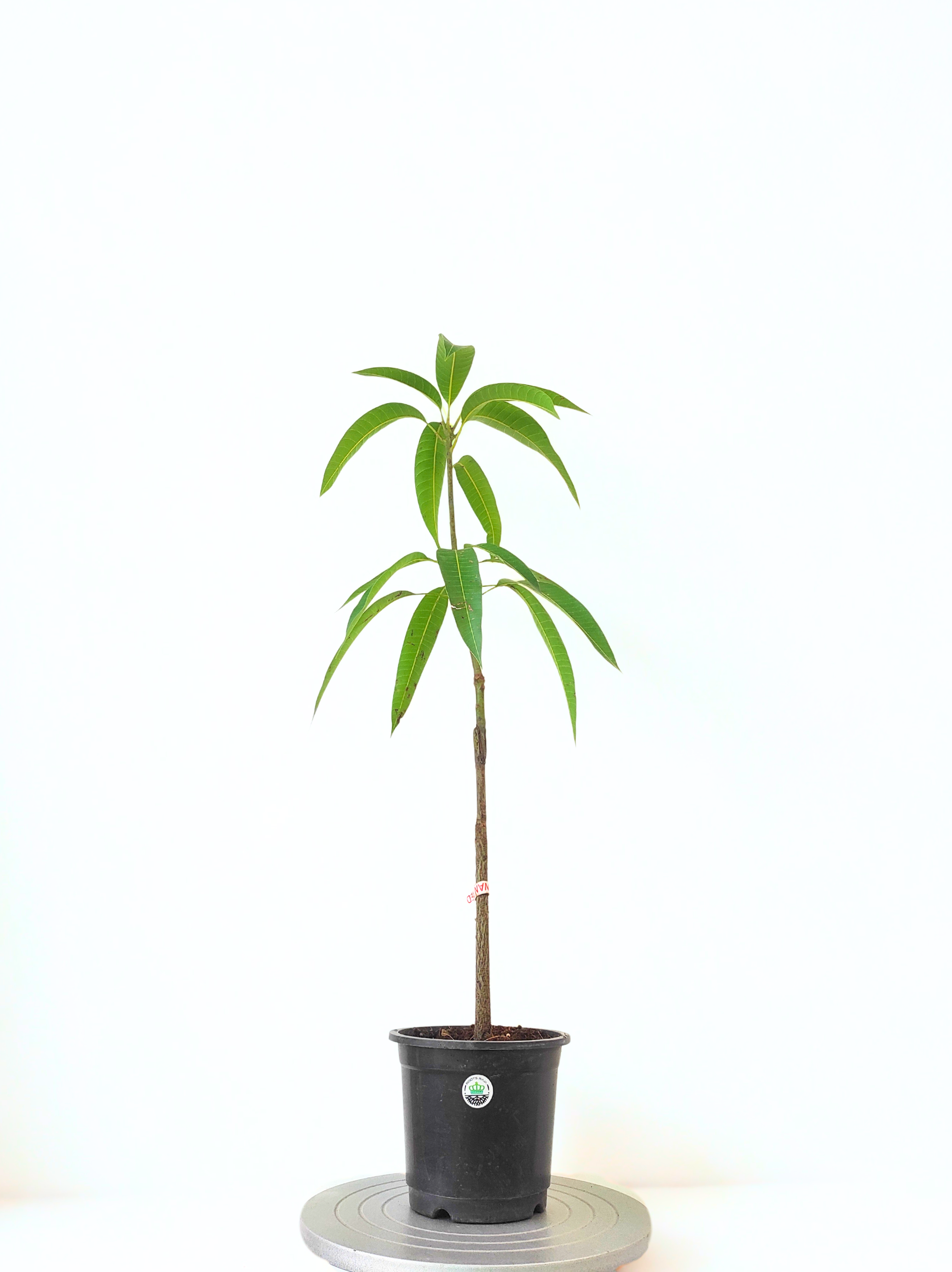 Grafted Taiwan Red Mango
