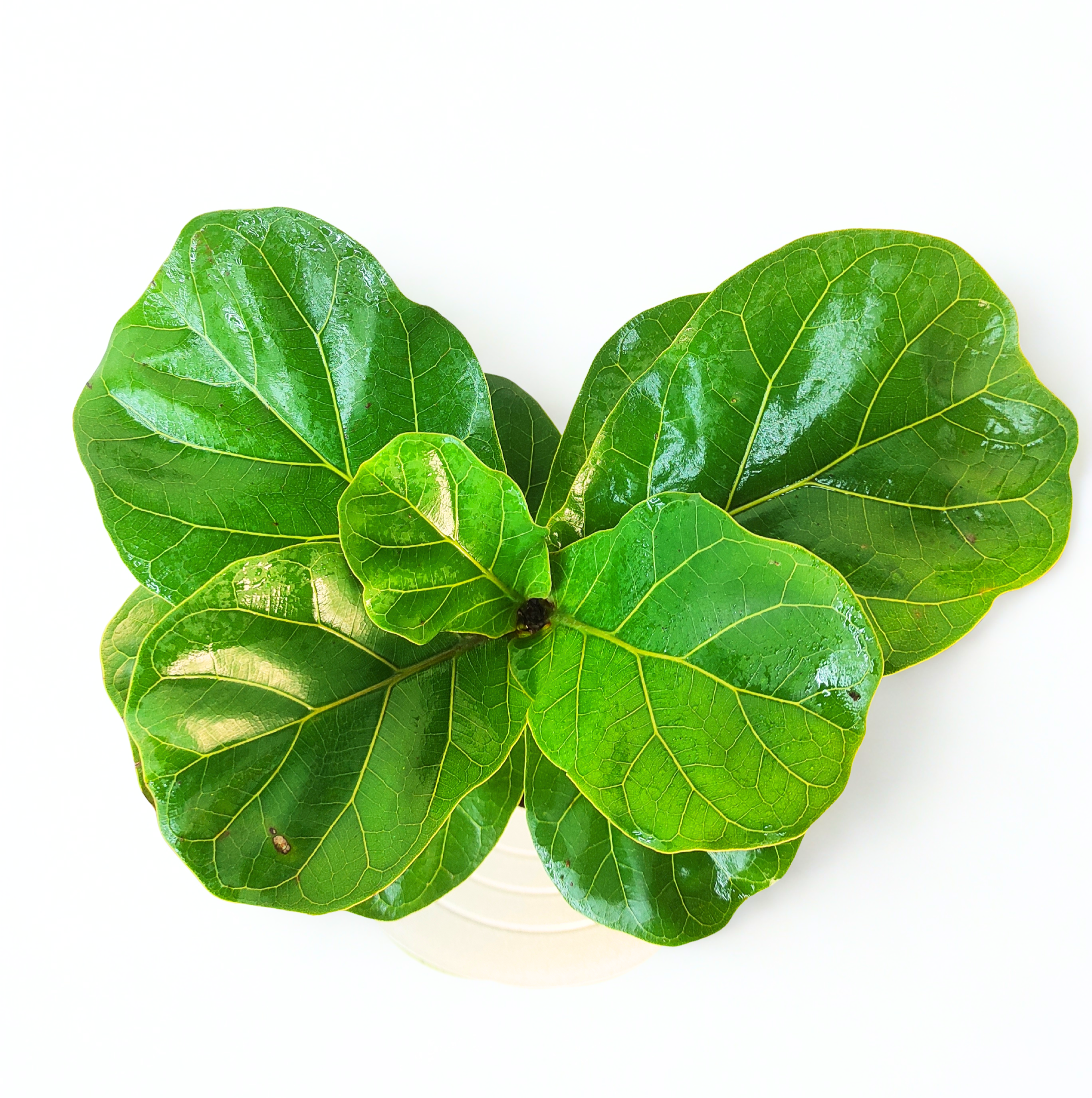 fiddle leaf fig in marathi Fiddle Leaf Fig: Elegant Indoor Plant | RootsRaja