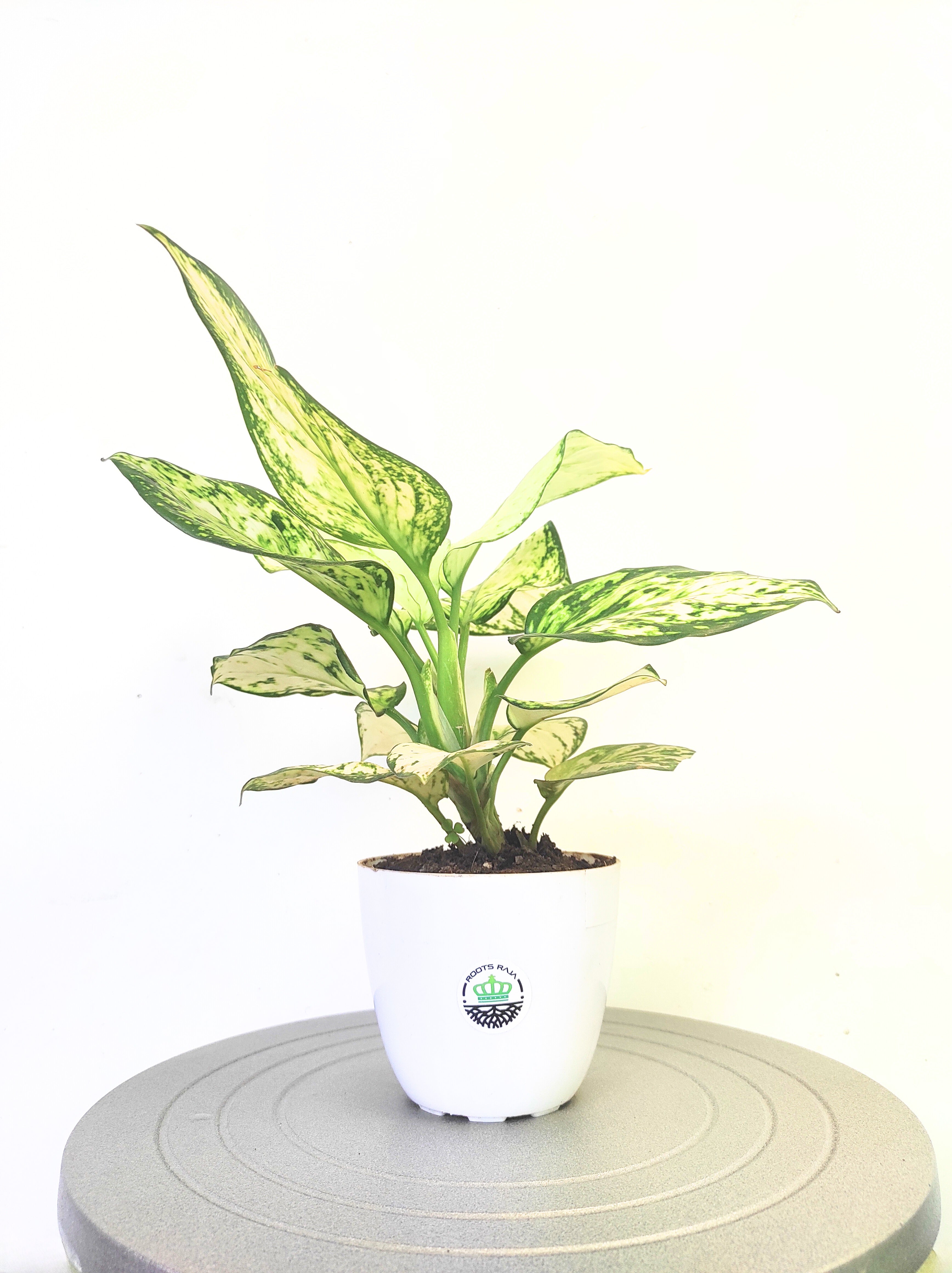 Aglaonema Super White