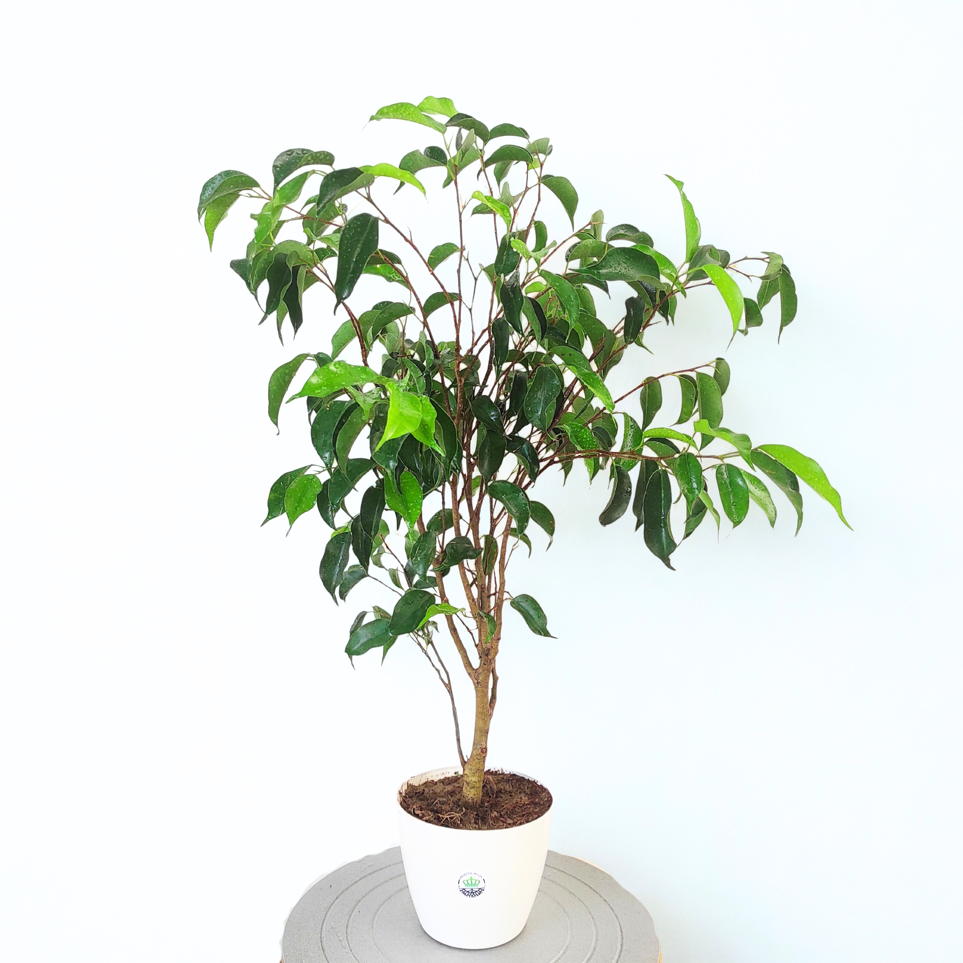 Ficus