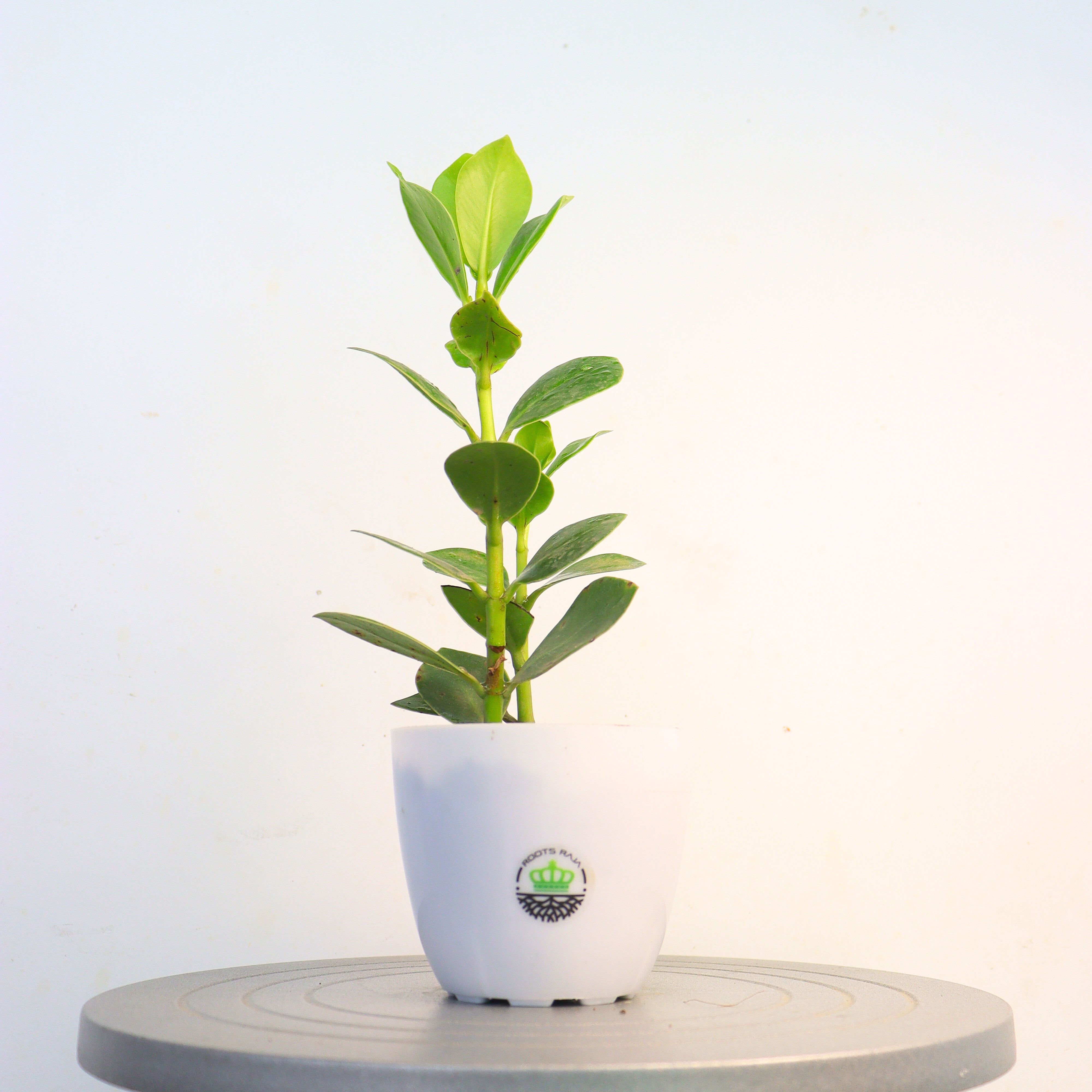 Clusia rosea (Autograph Tree)