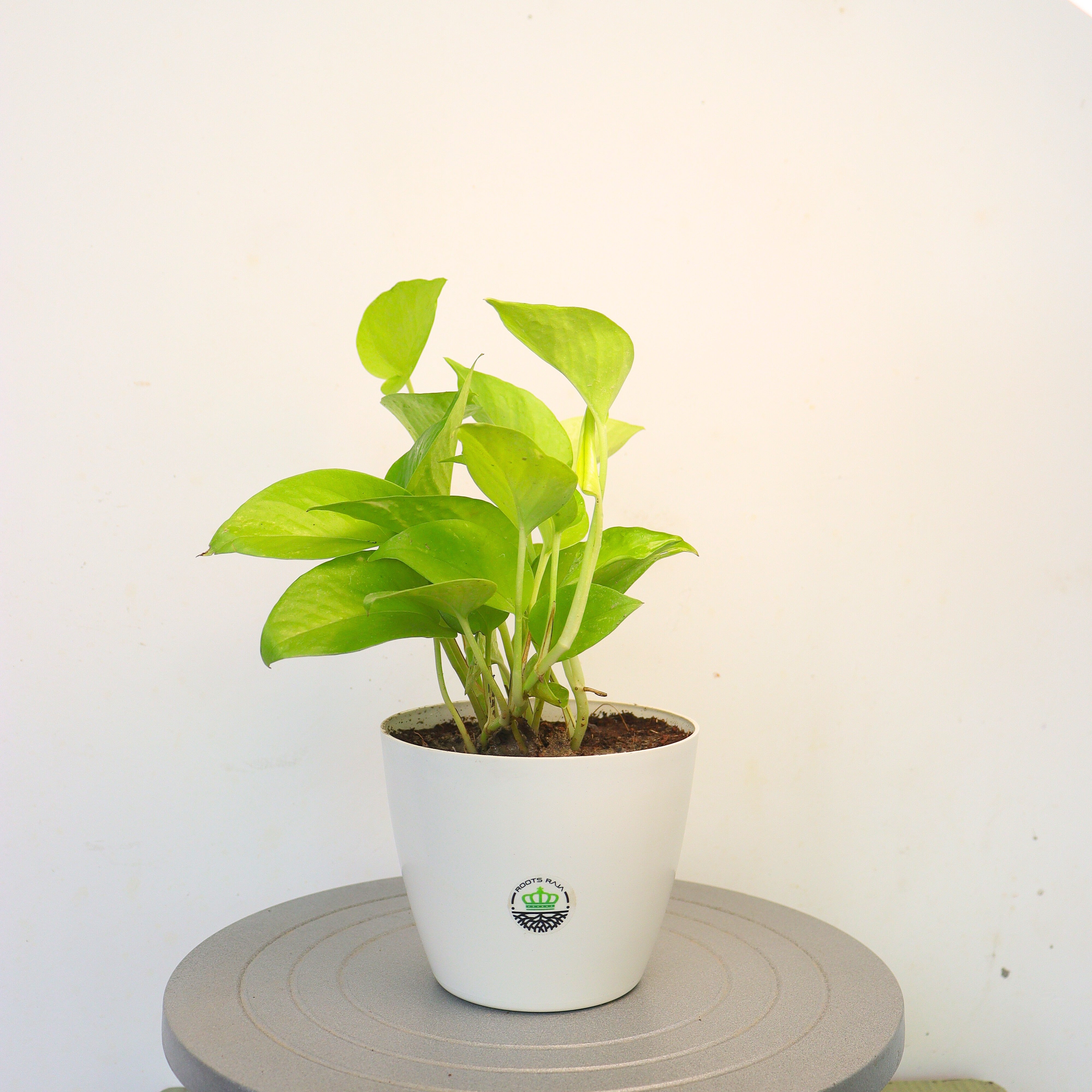 neon pothos money plant Buy Money Plant Neon (Neon Pothos) – Best Indoor Money Plants Online – rootsraja.in