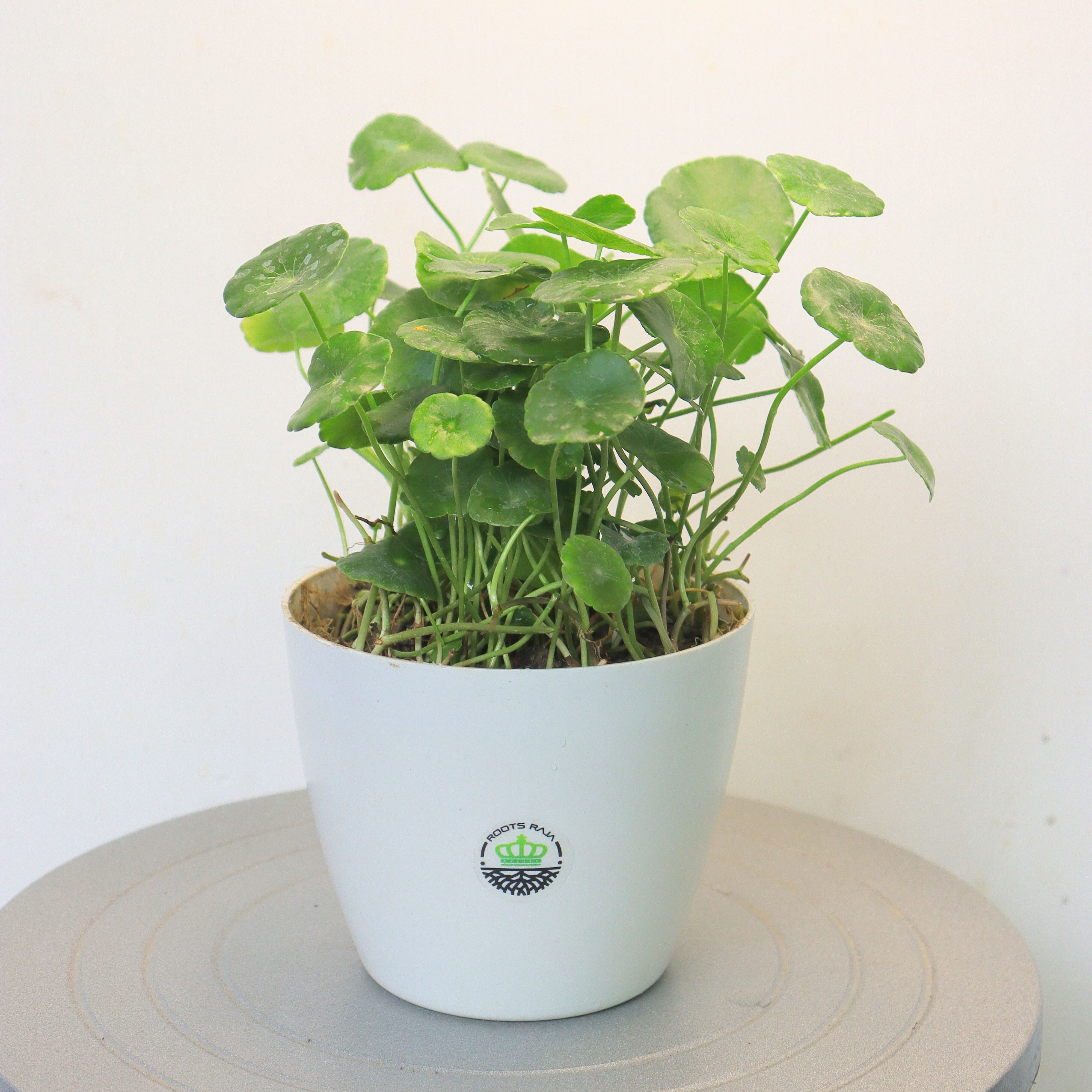 pennywort and chinese money plant Chinese Money Plant (Pilea) - Benefits & Care Tips