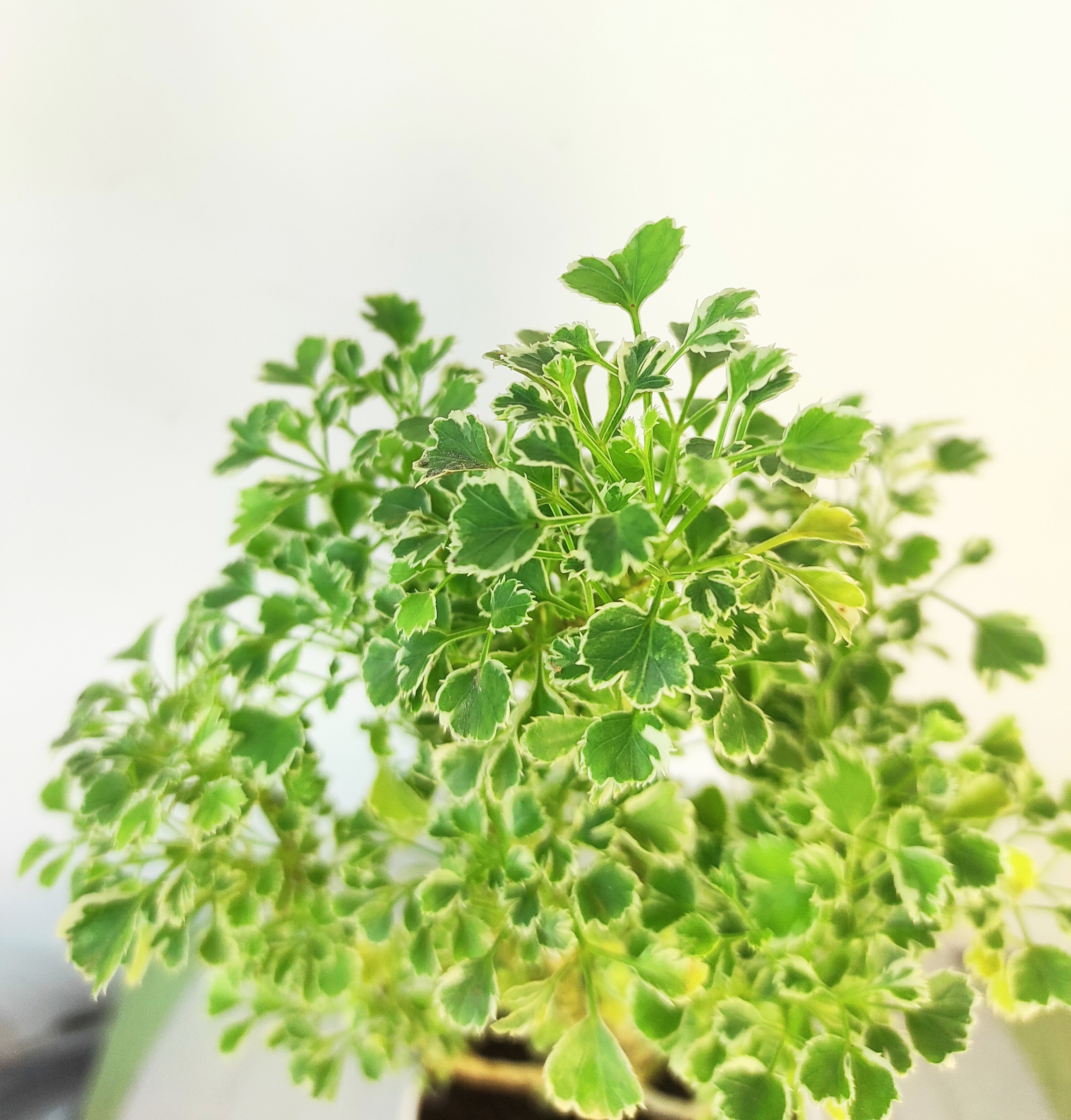 Aralia (Variegated)