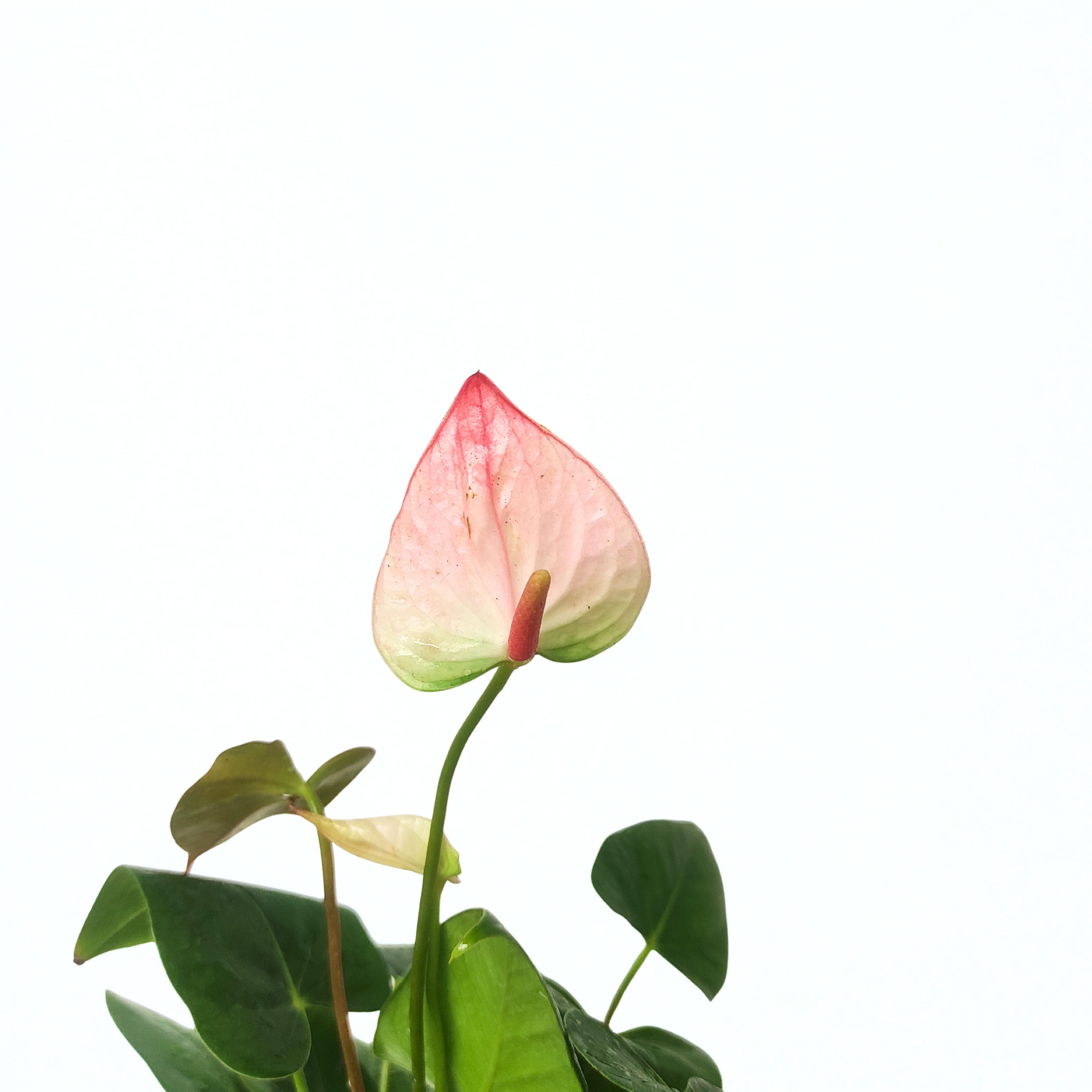 Anthurium (White-Pink)