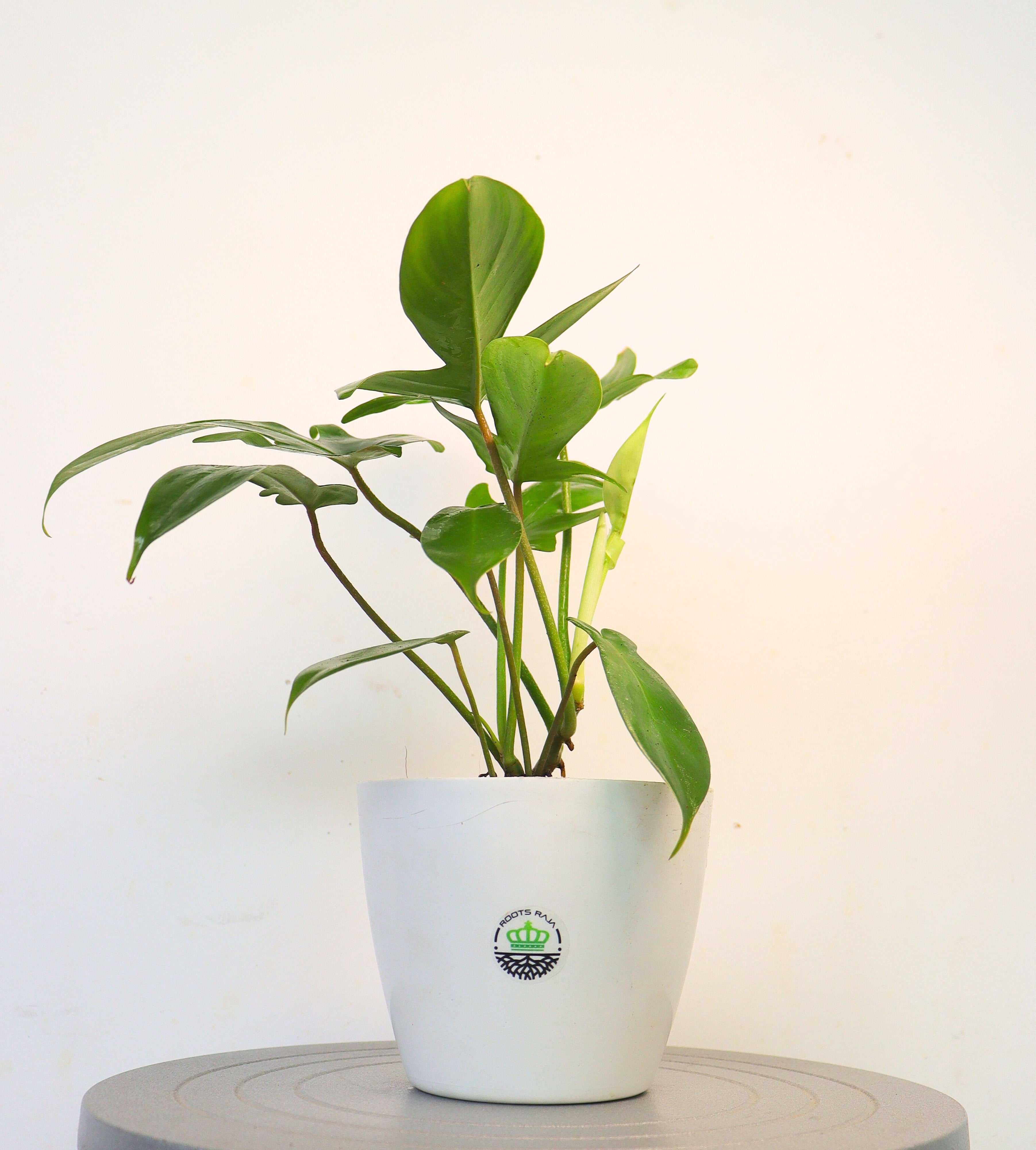 Philodendron Florida Ghost