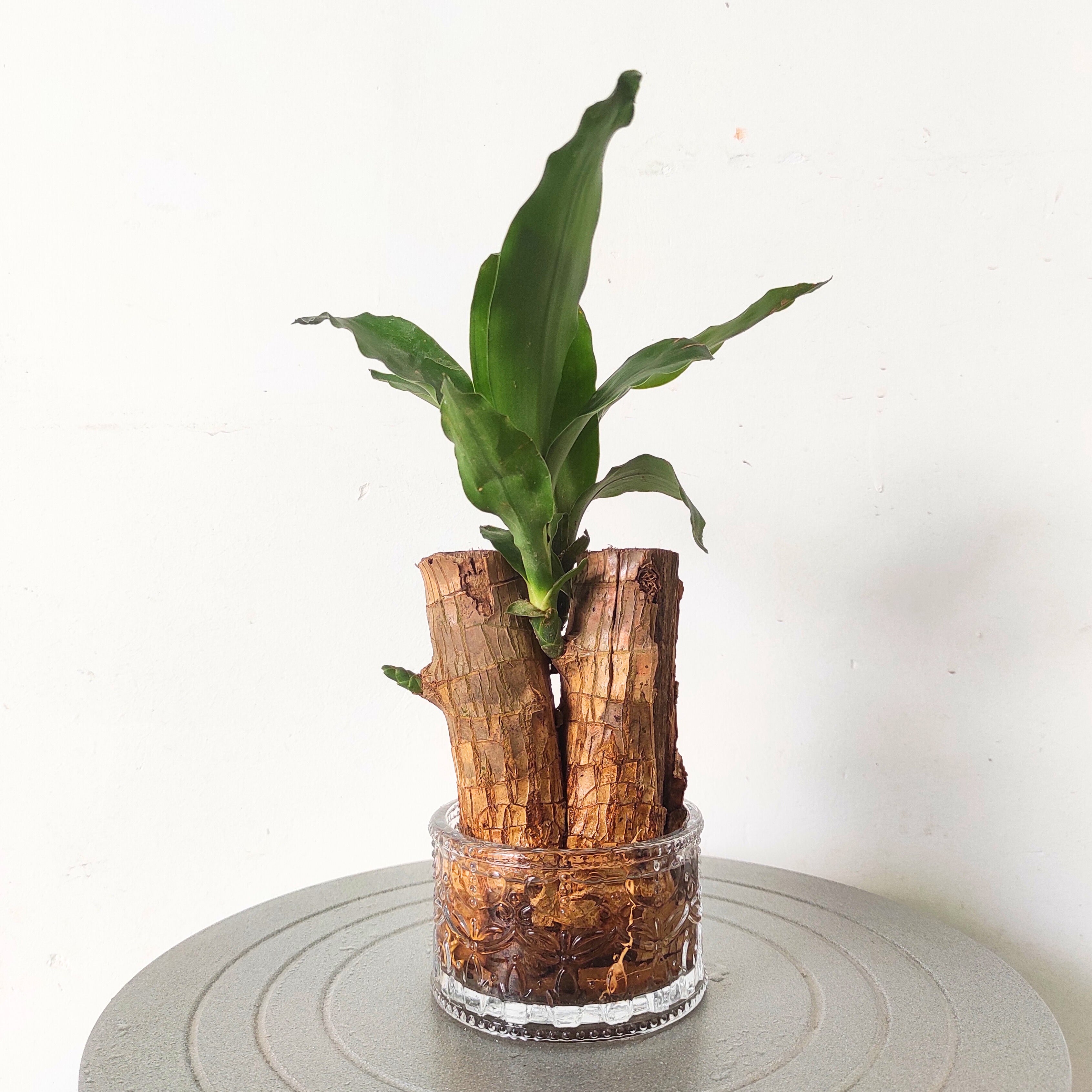 Brazilian Wood Plant