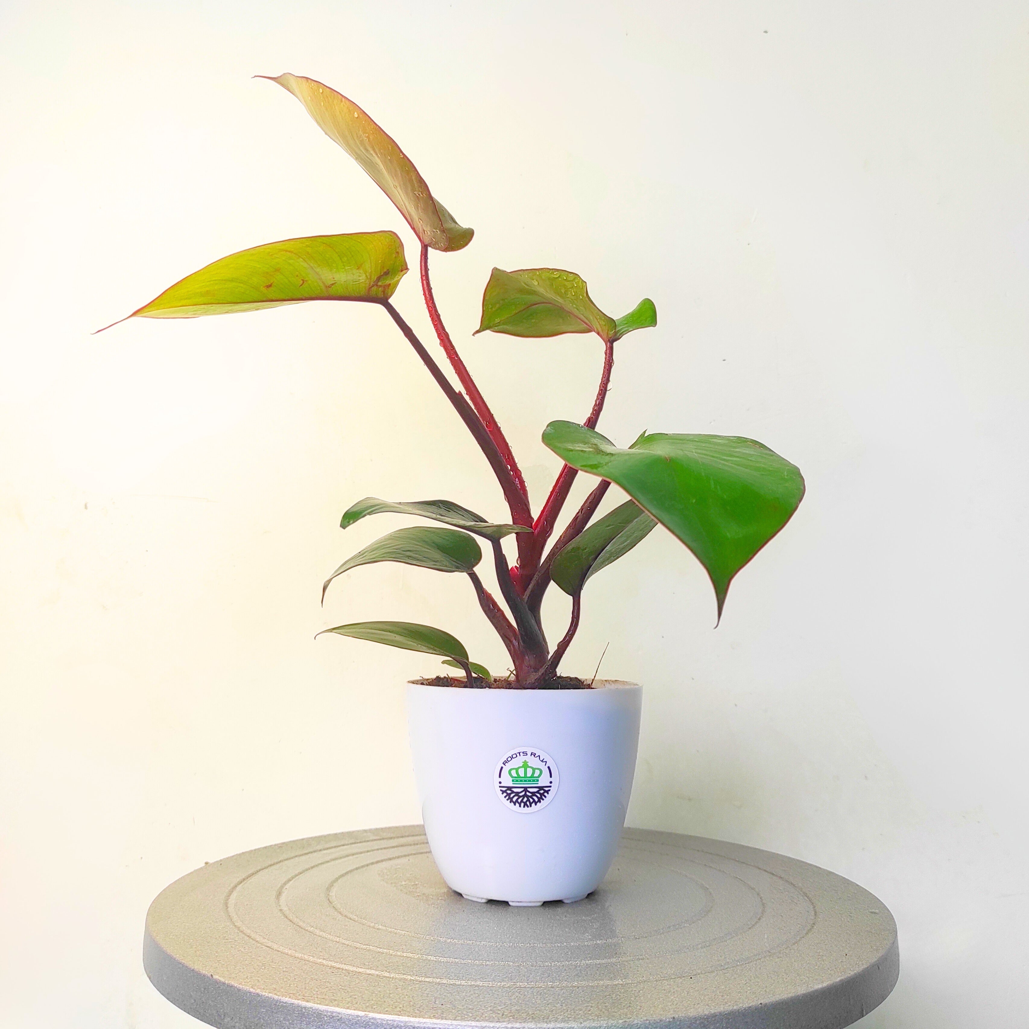 Philodendron Black Cardinal