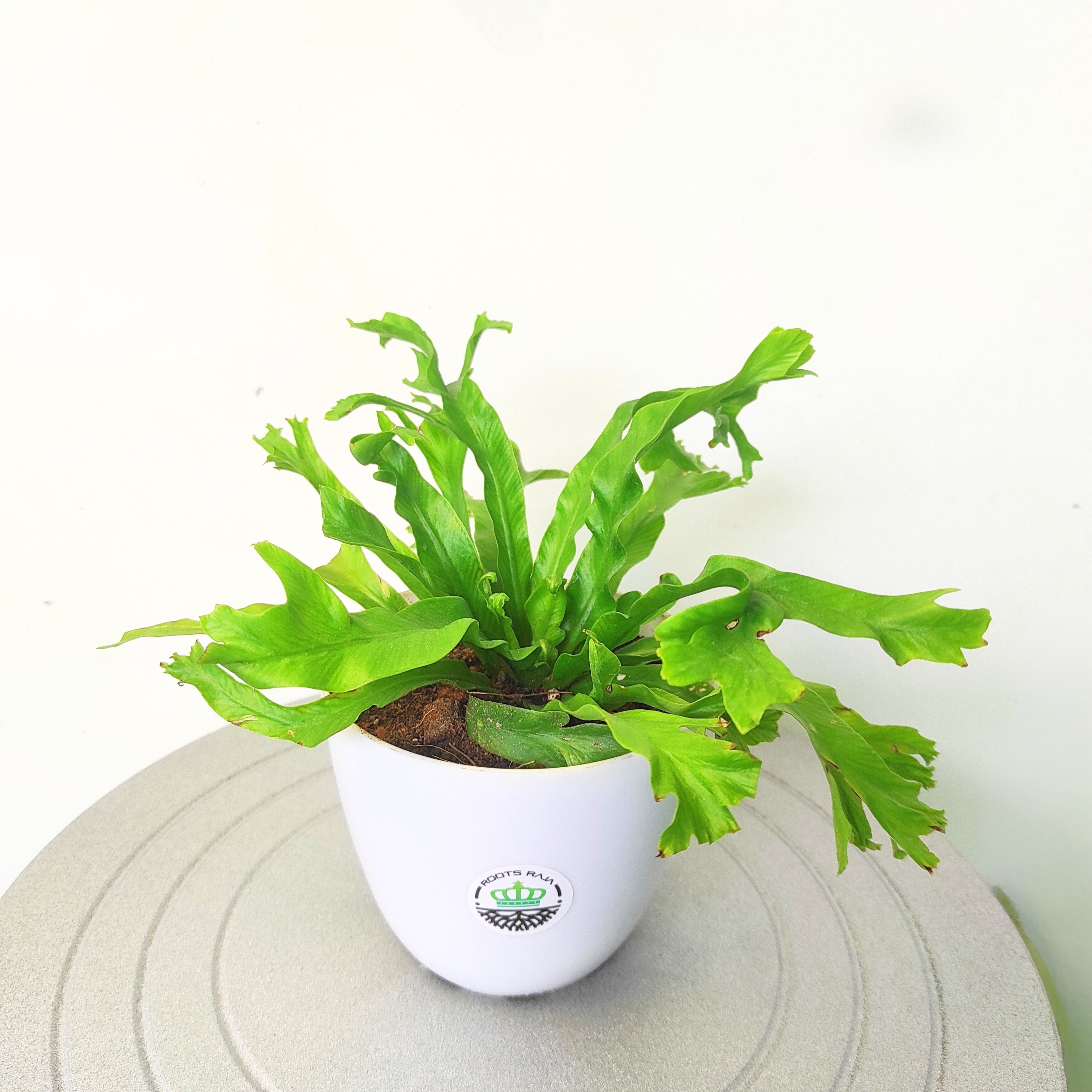Asplenium Crissie Plant