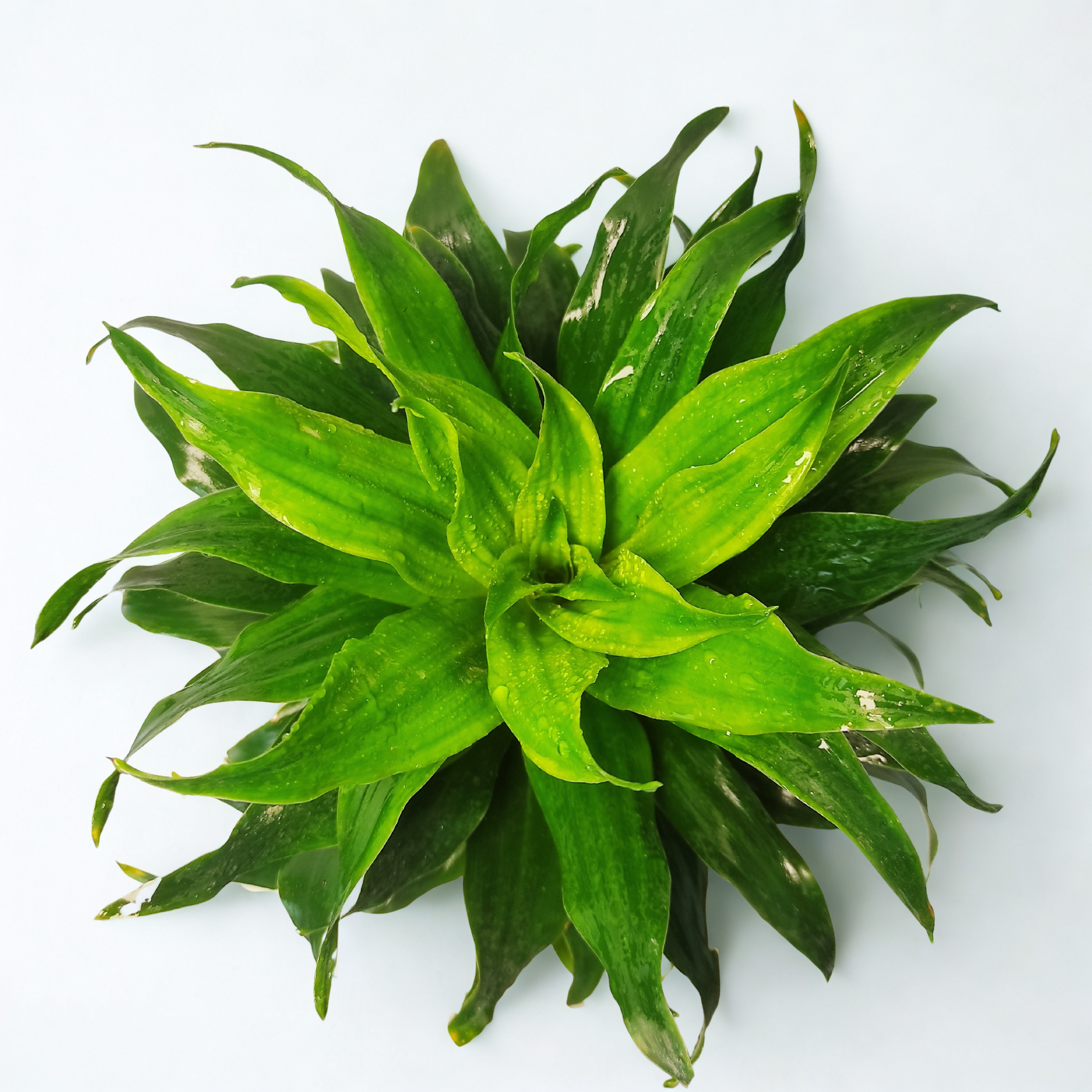 Dracaena (Janet Craig)