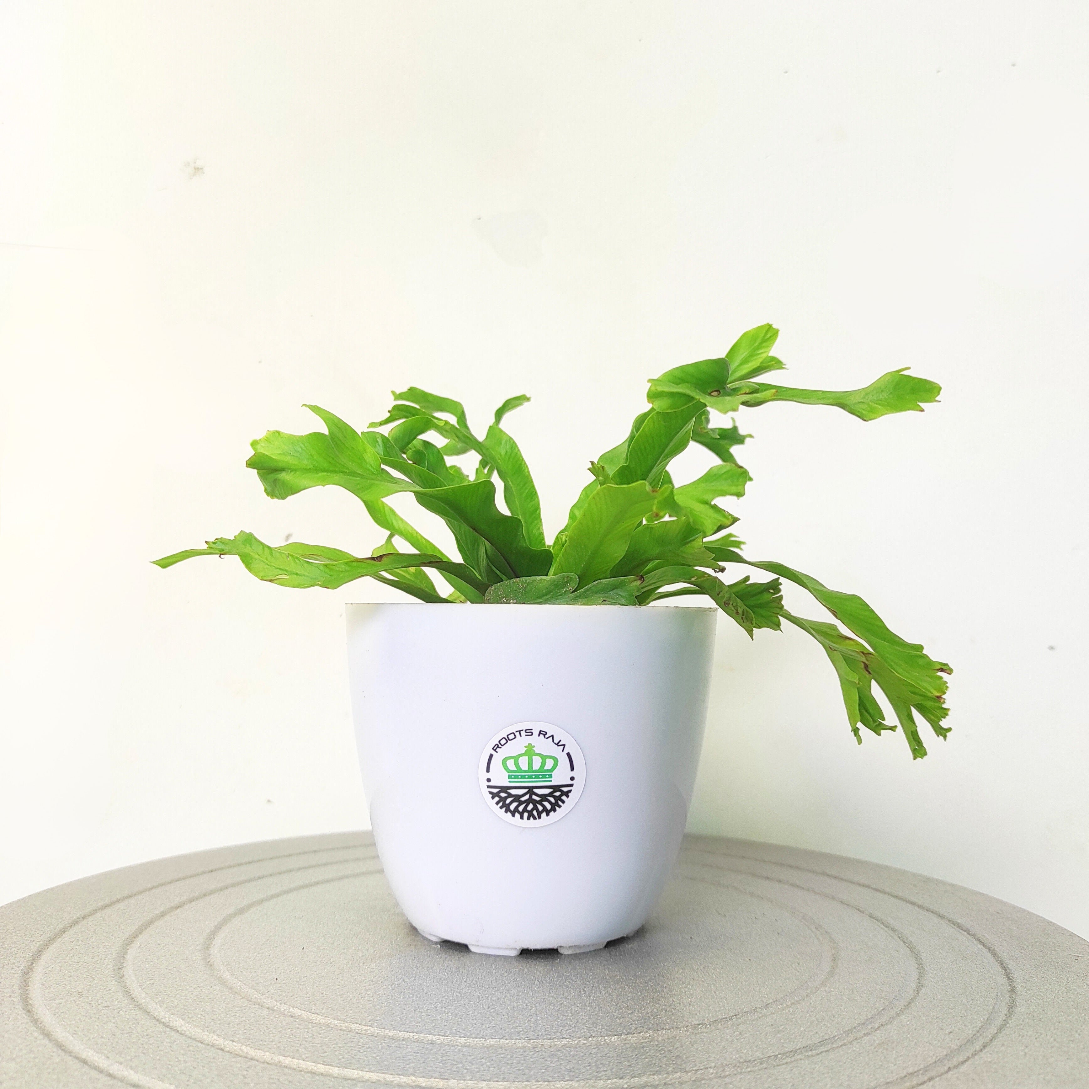 Asplenium Crissie Plant
