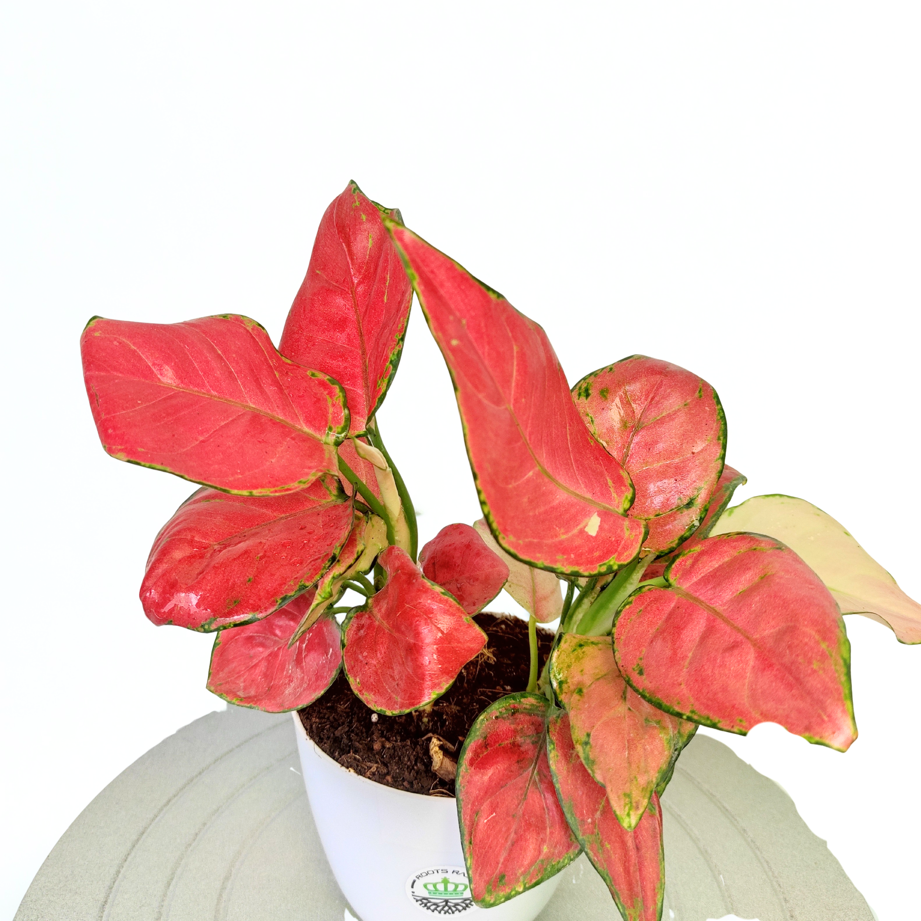aglaonema jewel of india Aglaonema Red Diamond – Beautiful Indoor Plant