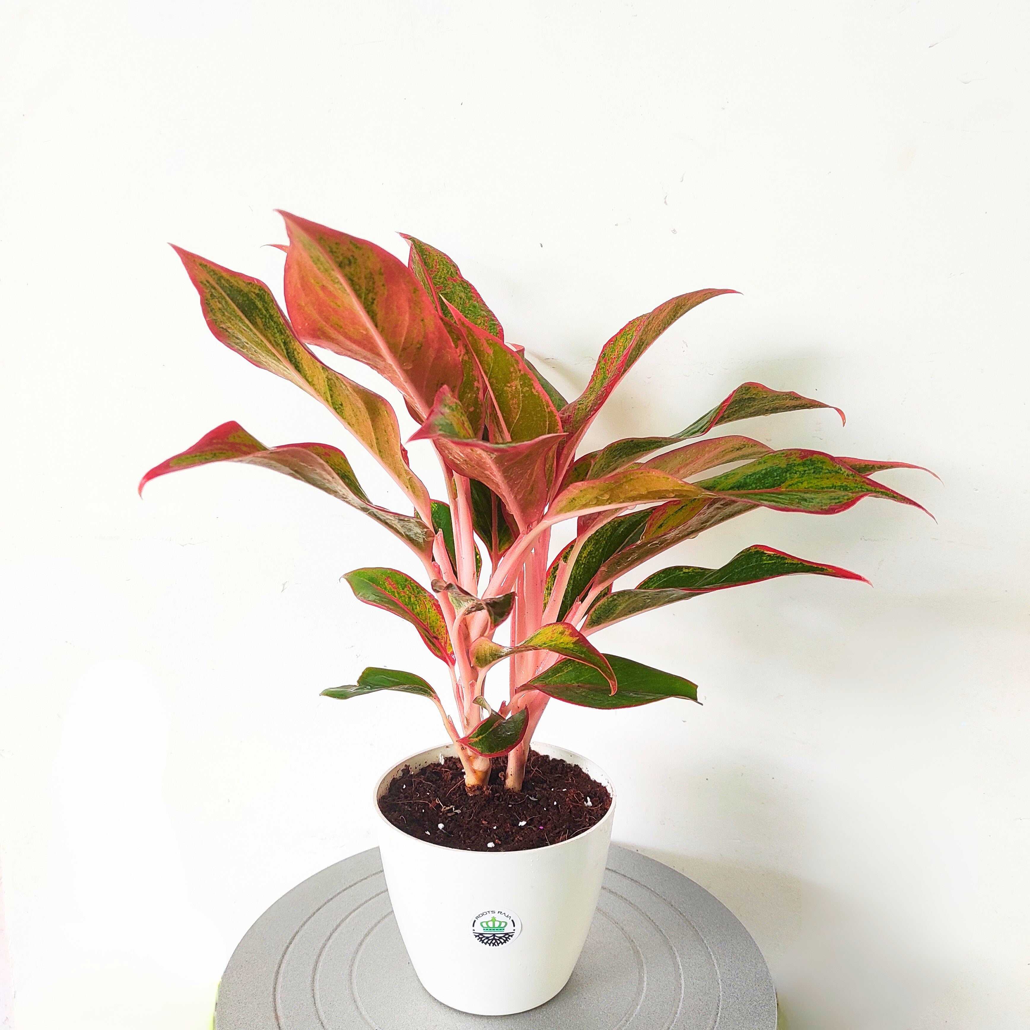 Aglaonema Red Lipstick