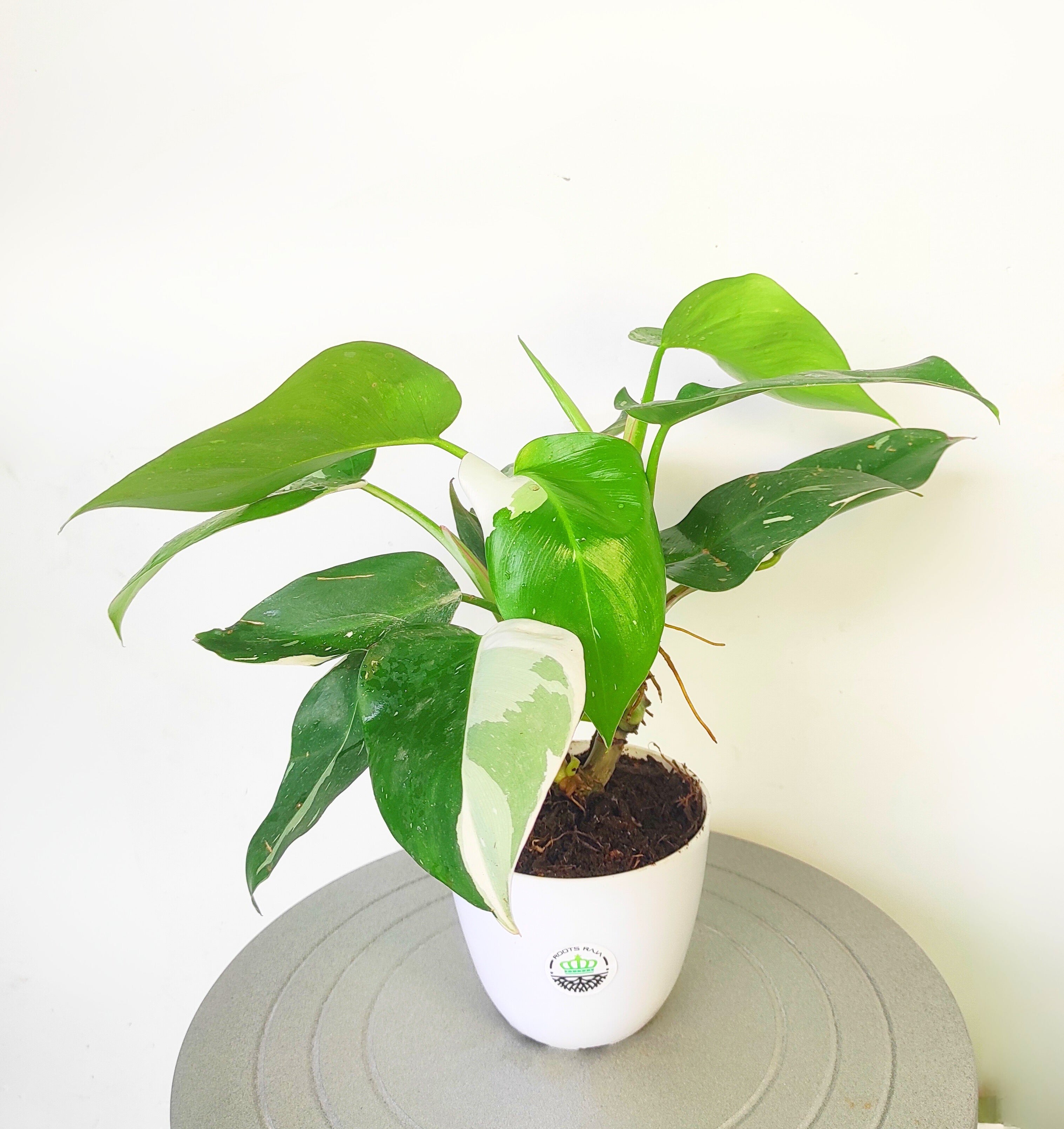 Philodendron White Wizard