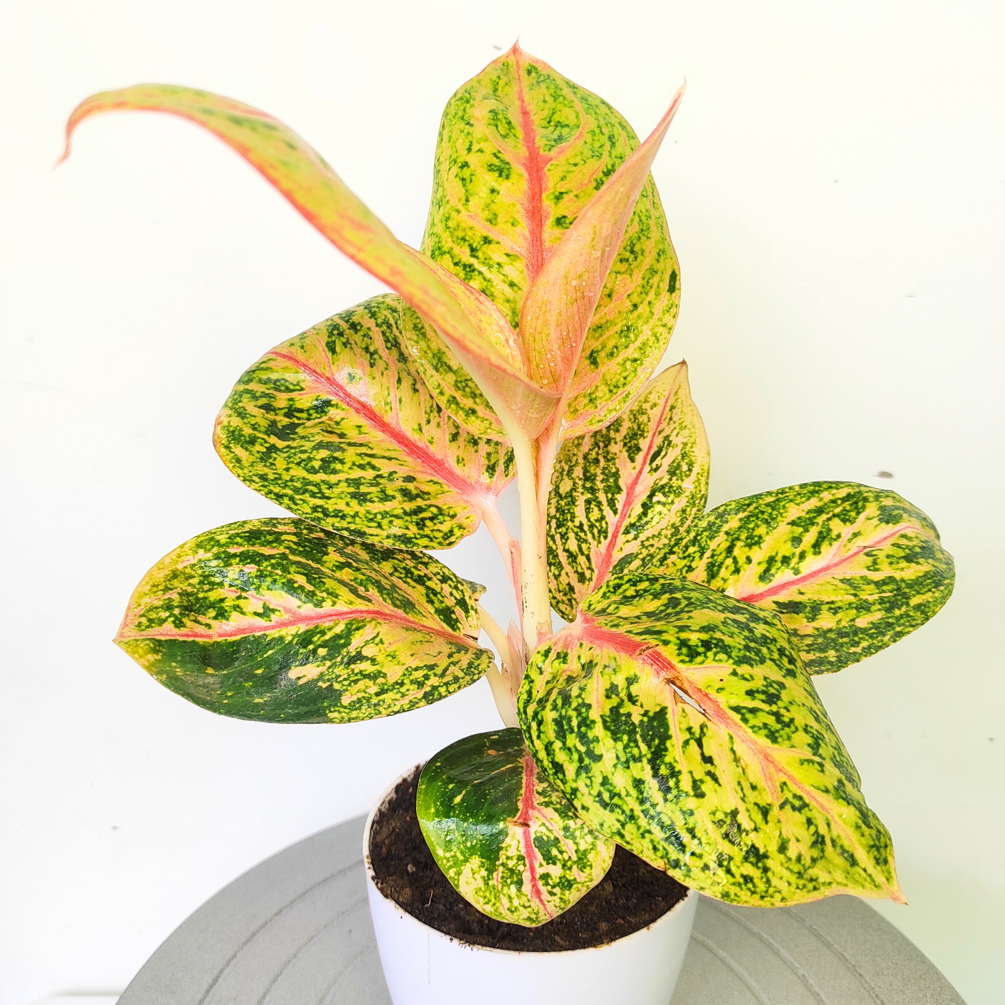 aglaonema gold dust Aglaonema Golden Powder – Stunning Low-Light Plant