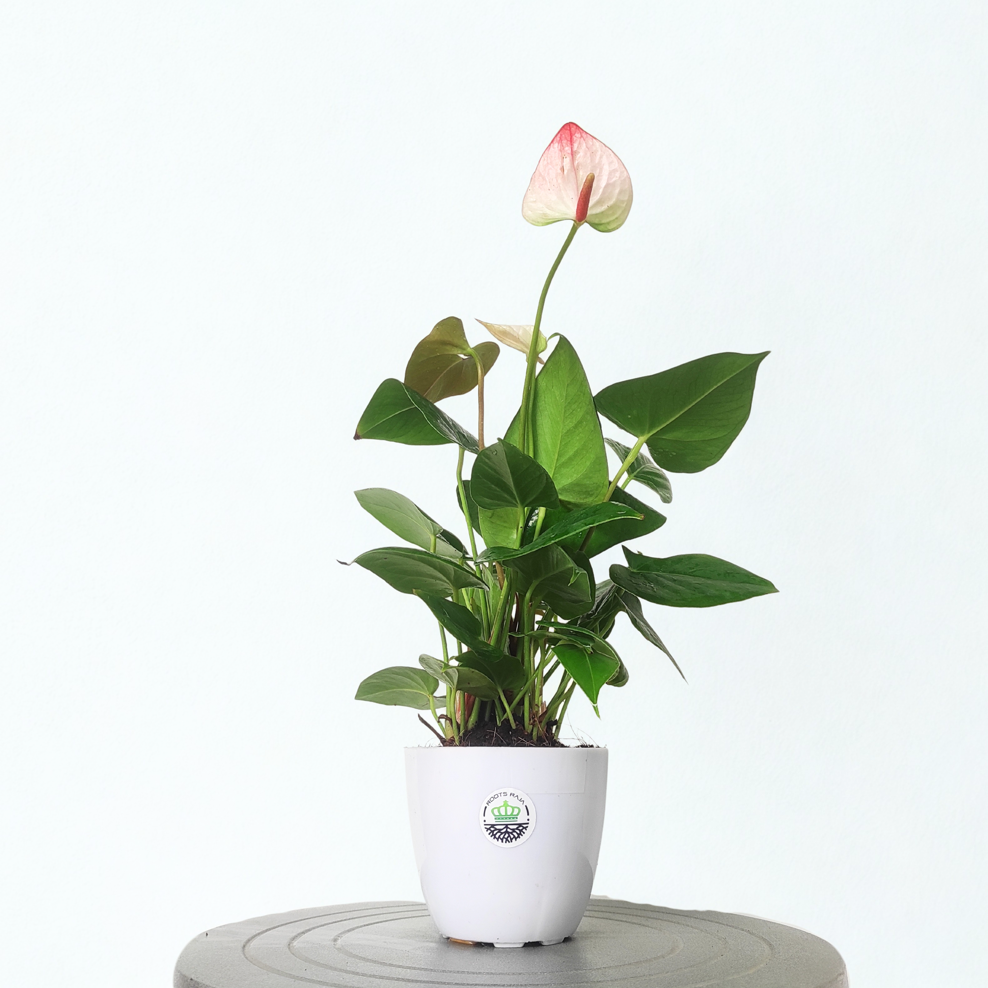 Anthurium (White-Pink)