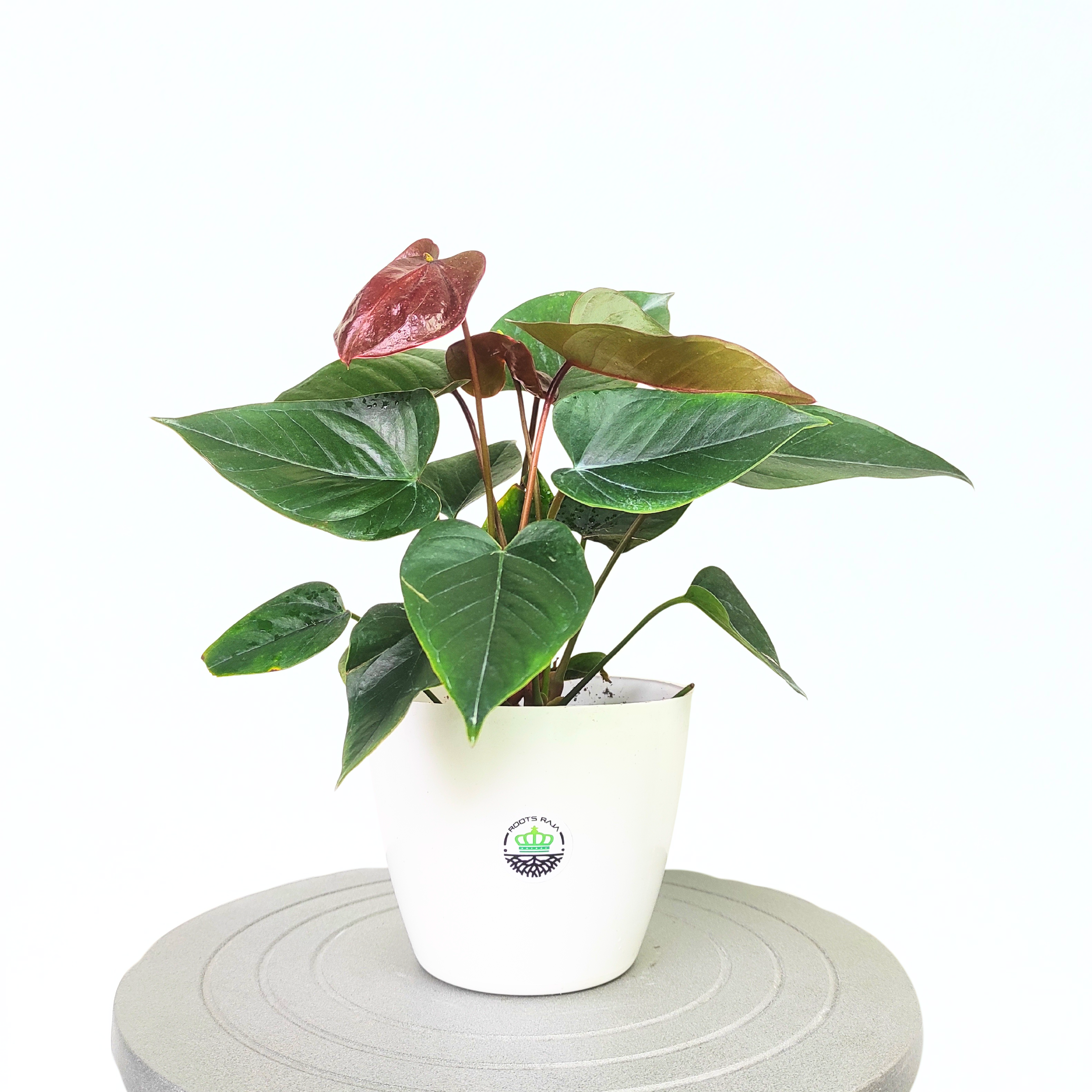 Anthurium Plant (Brown)