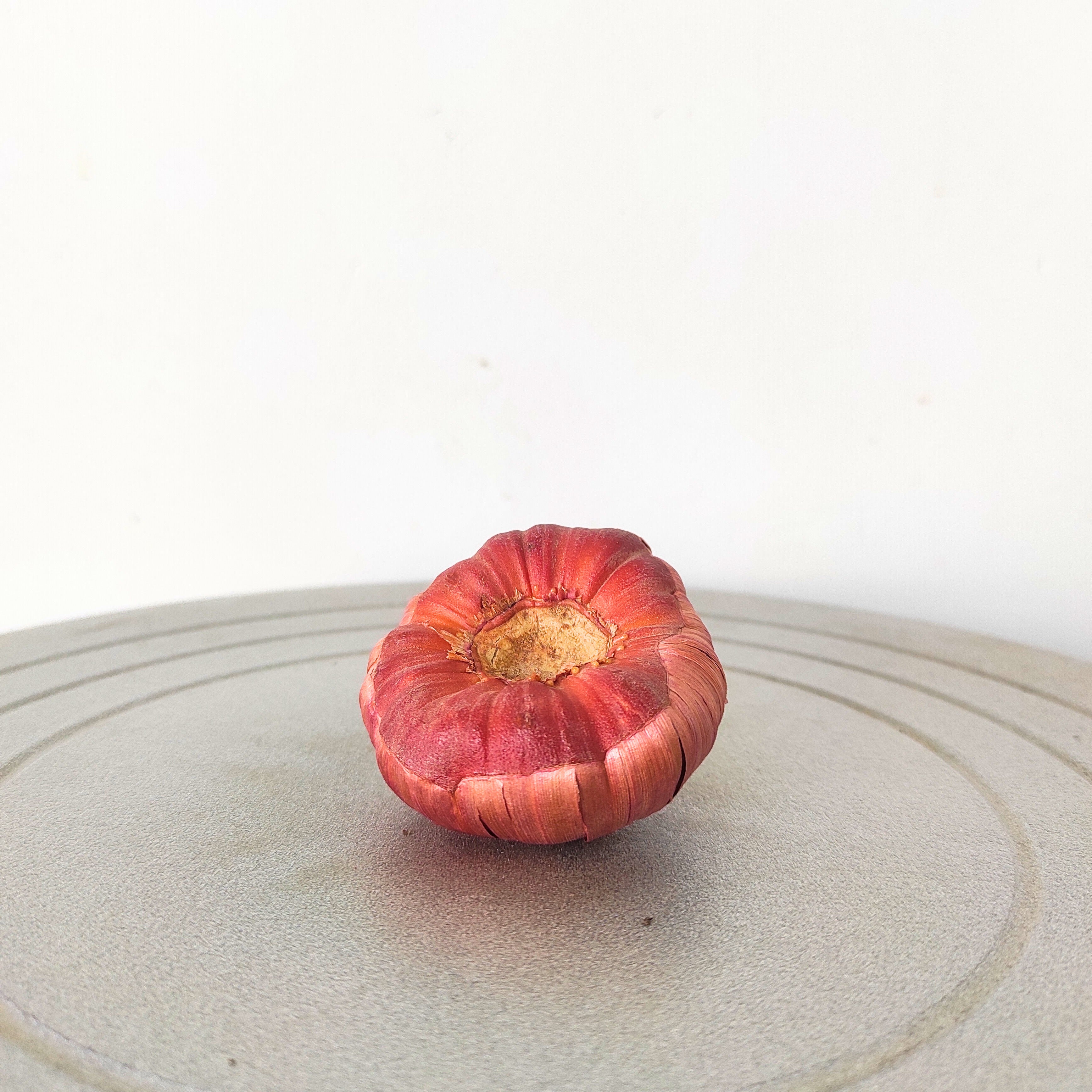 Gladiolus Bulb