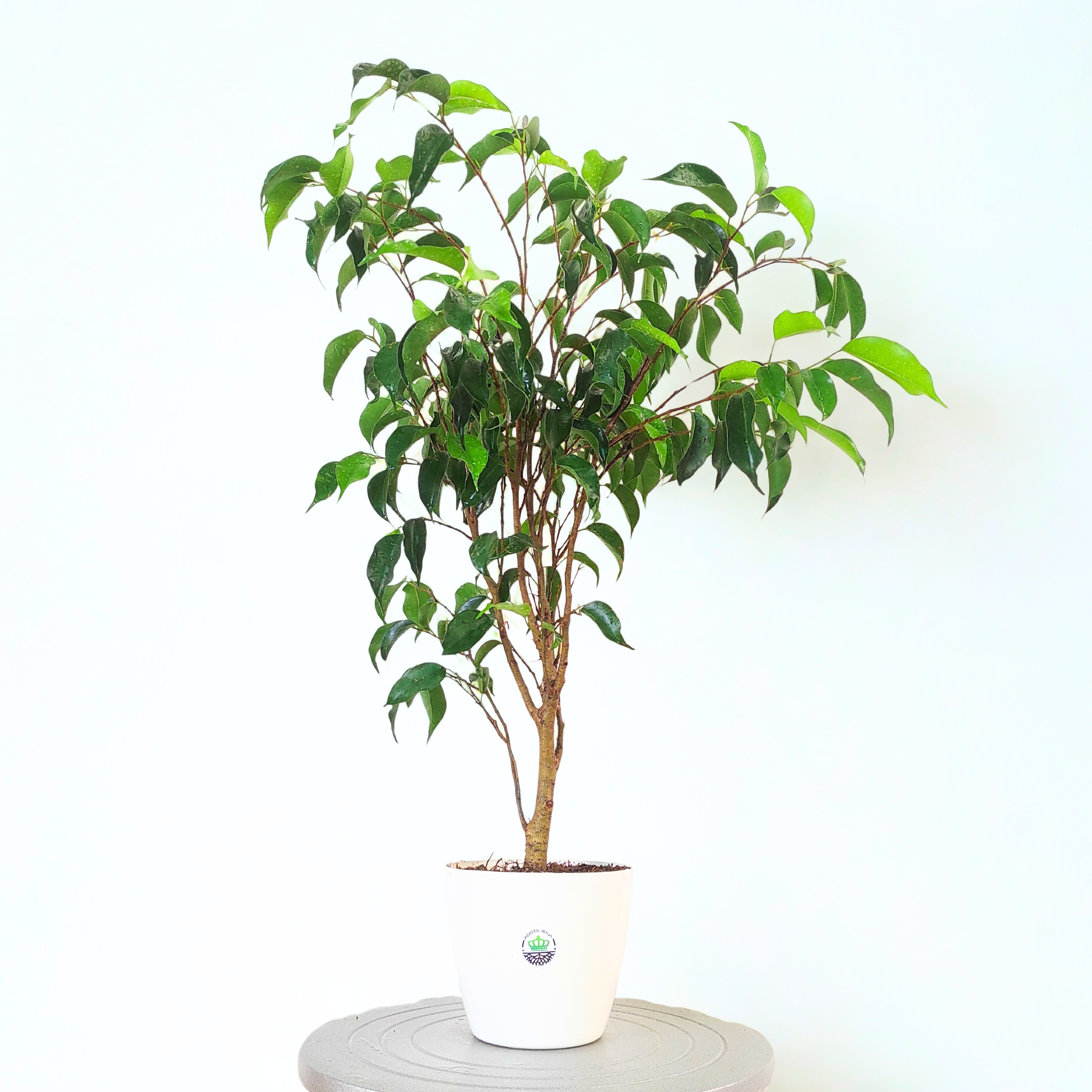 Ficus