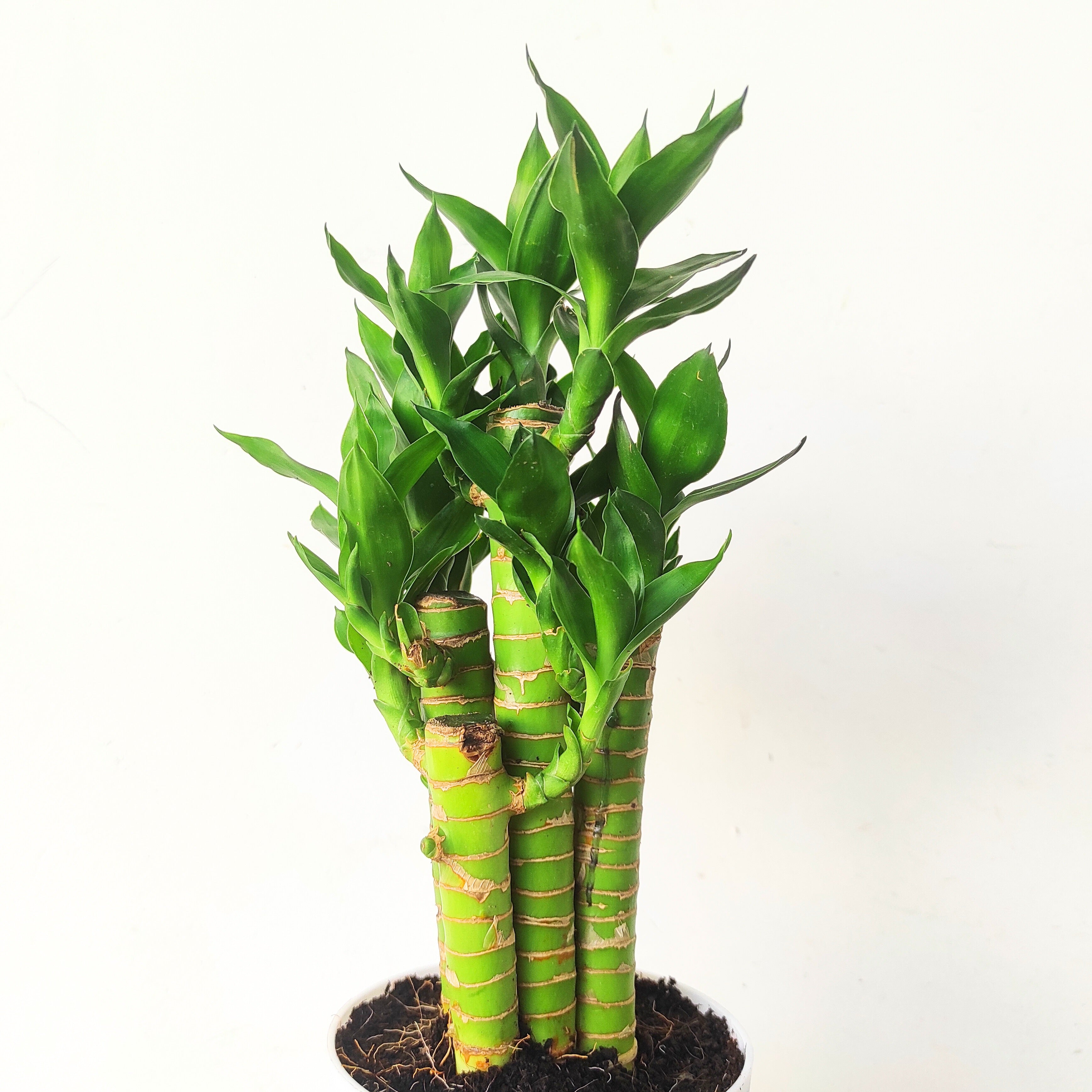 lucky bamboo plant price in india Buy Lotus Bamboo Plant Online