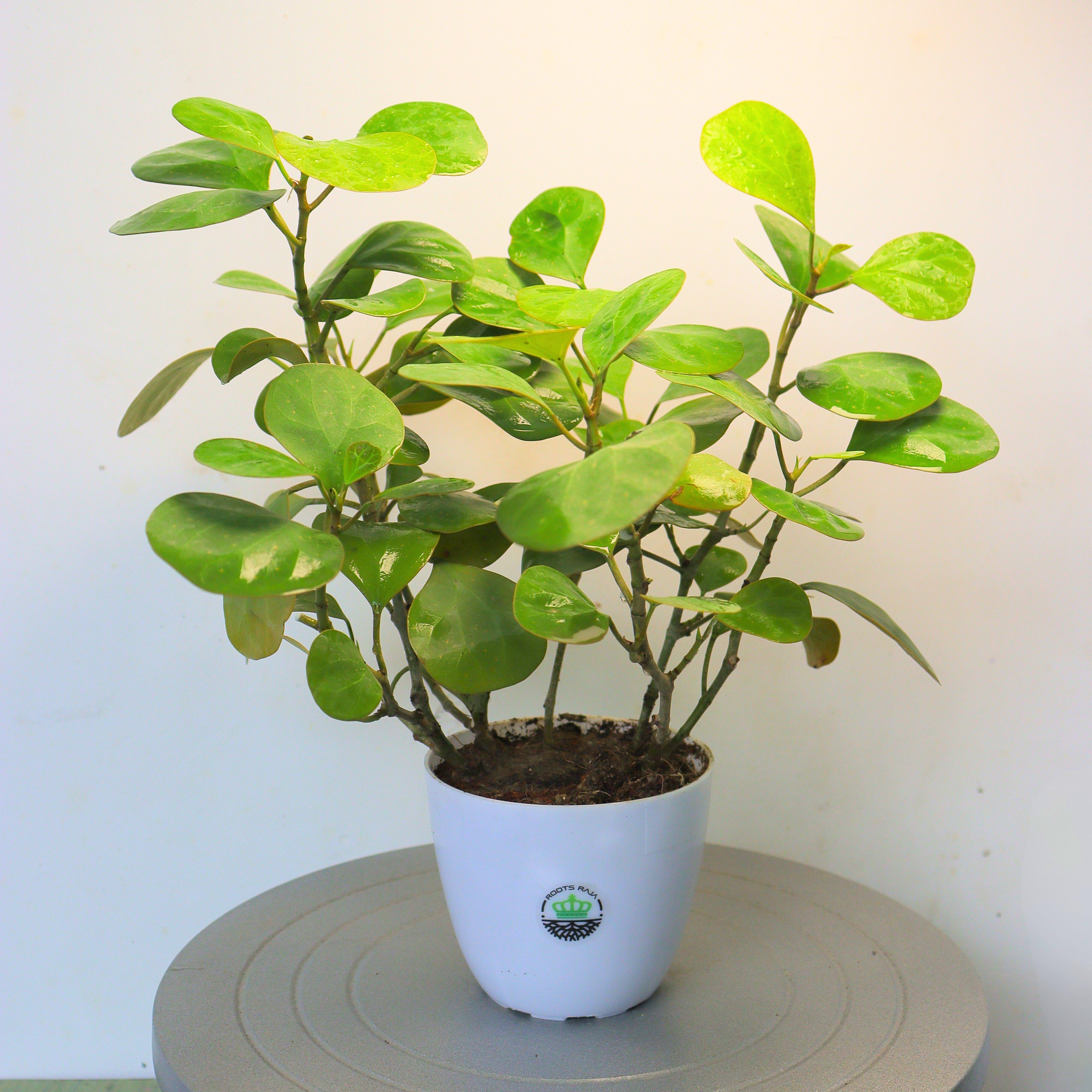 Ficus Mistletoe Gold