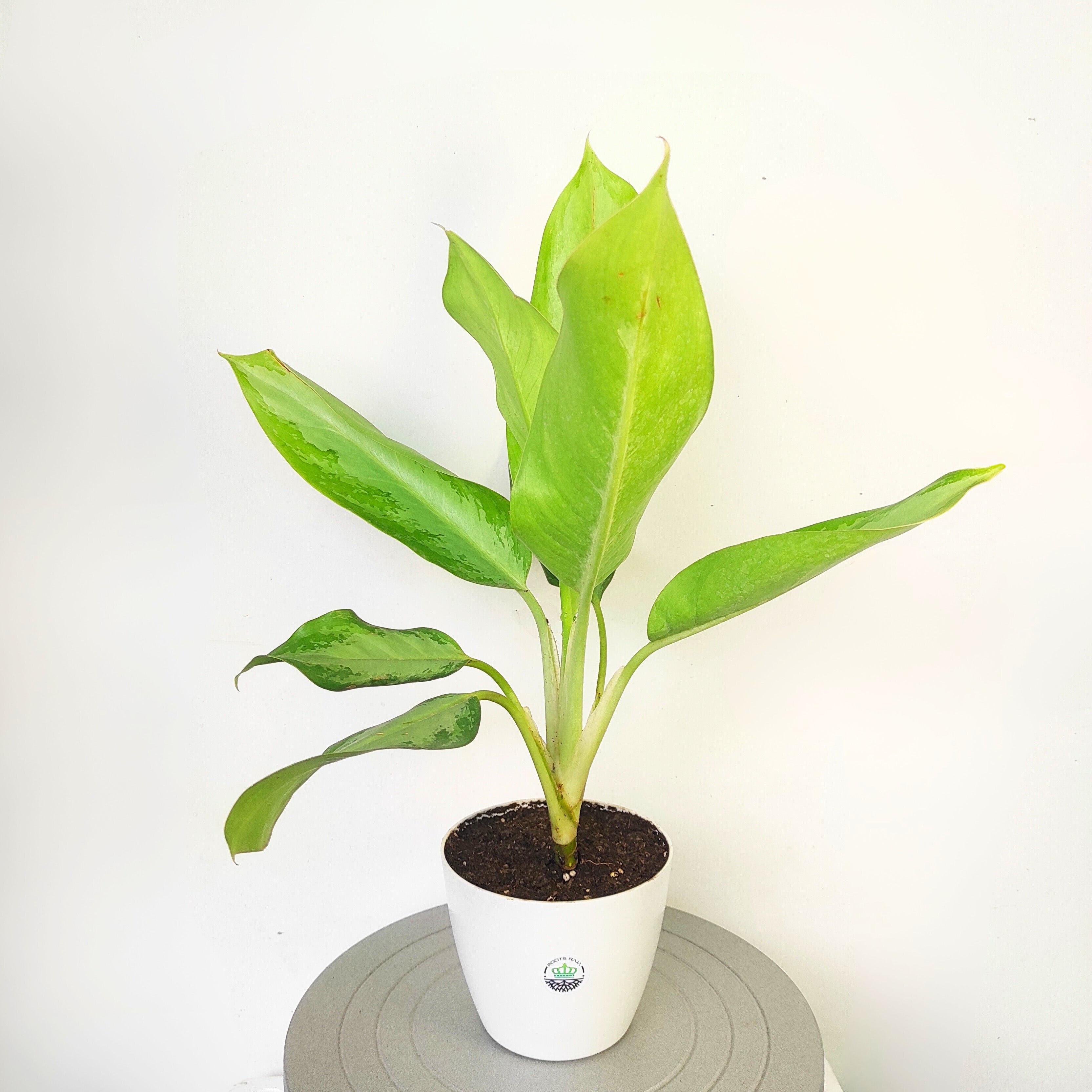 Aglaonema Silver Bay