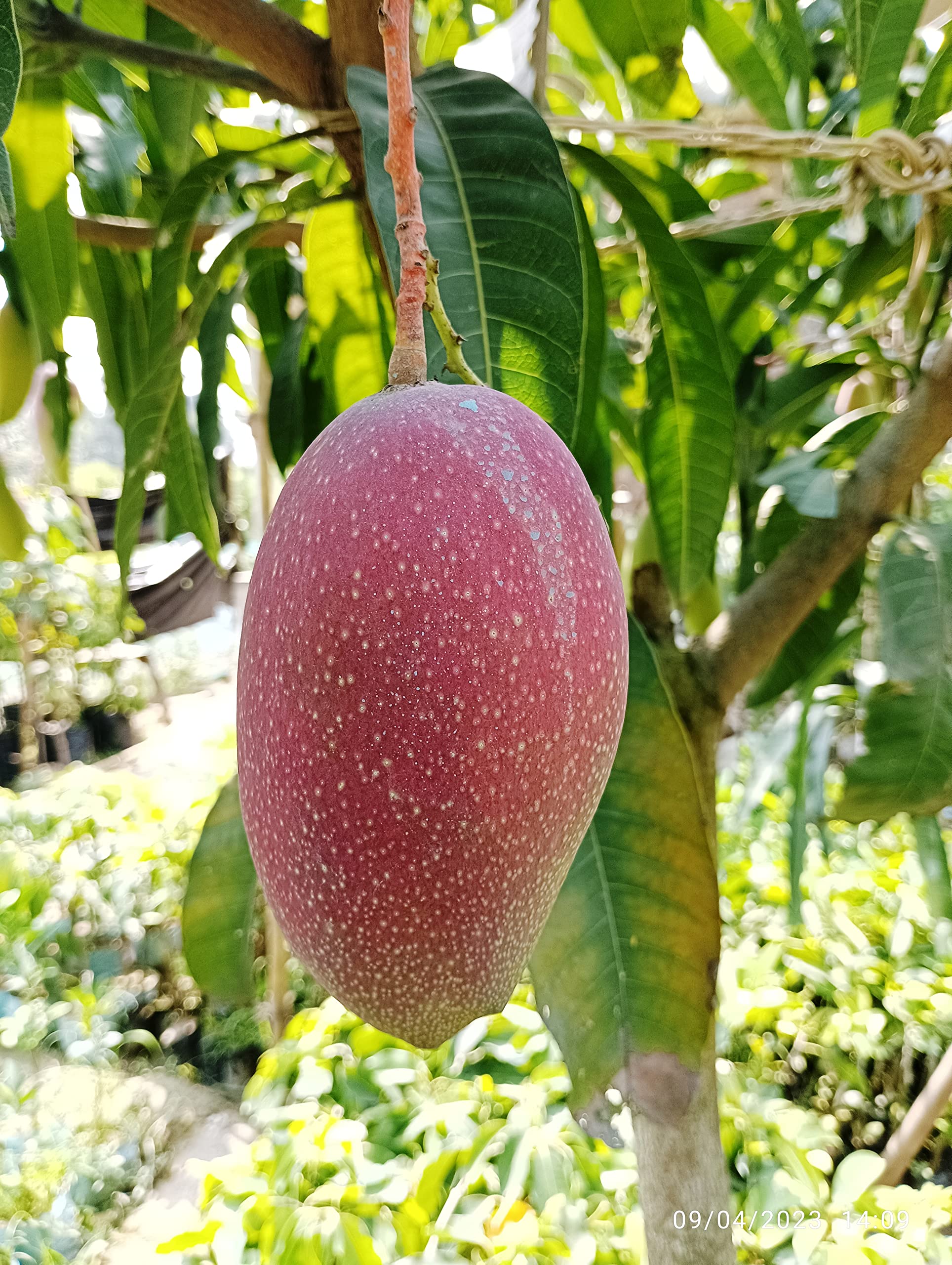 Grafted Chakapat Mango