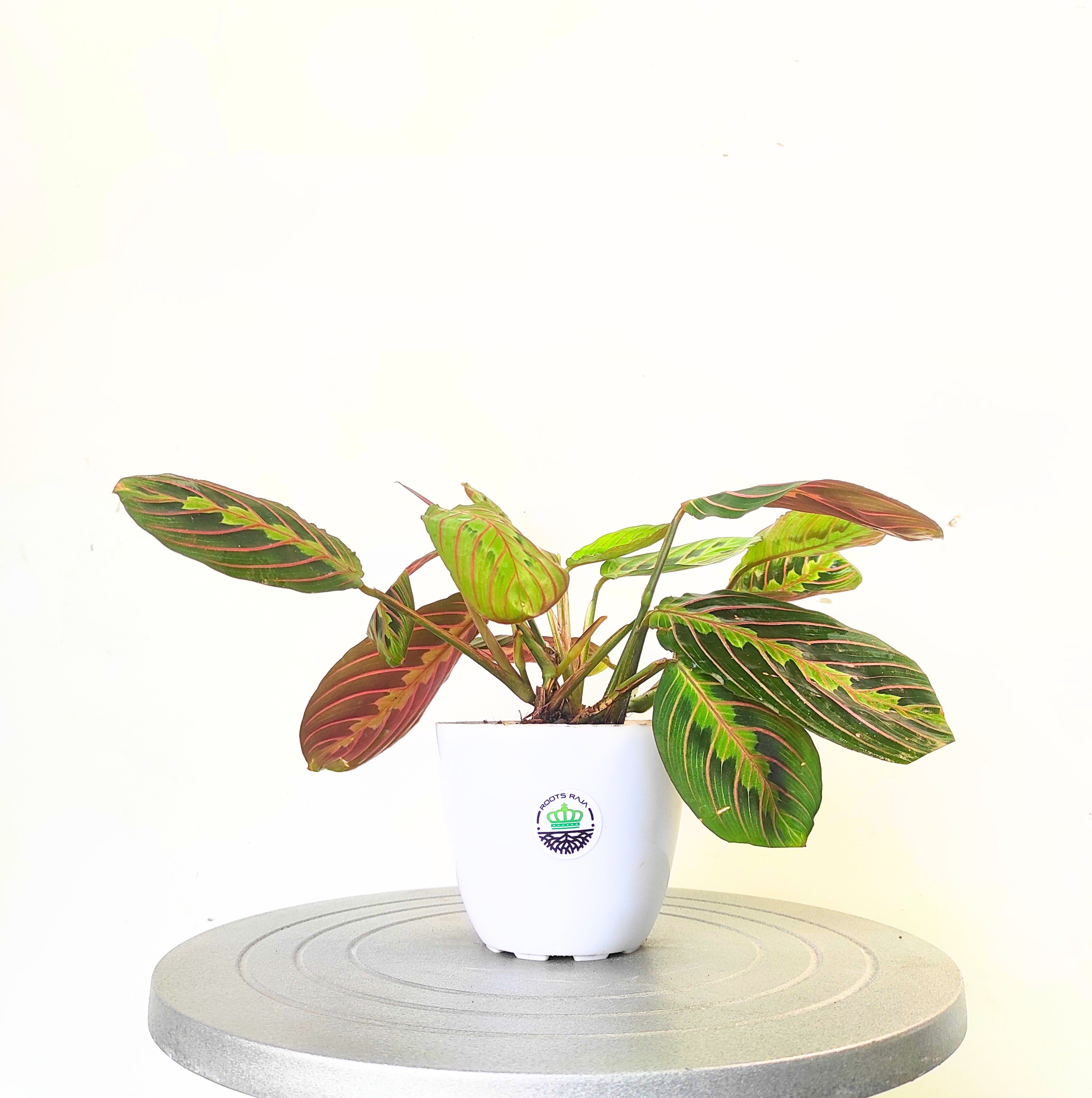Calathea Red Vein