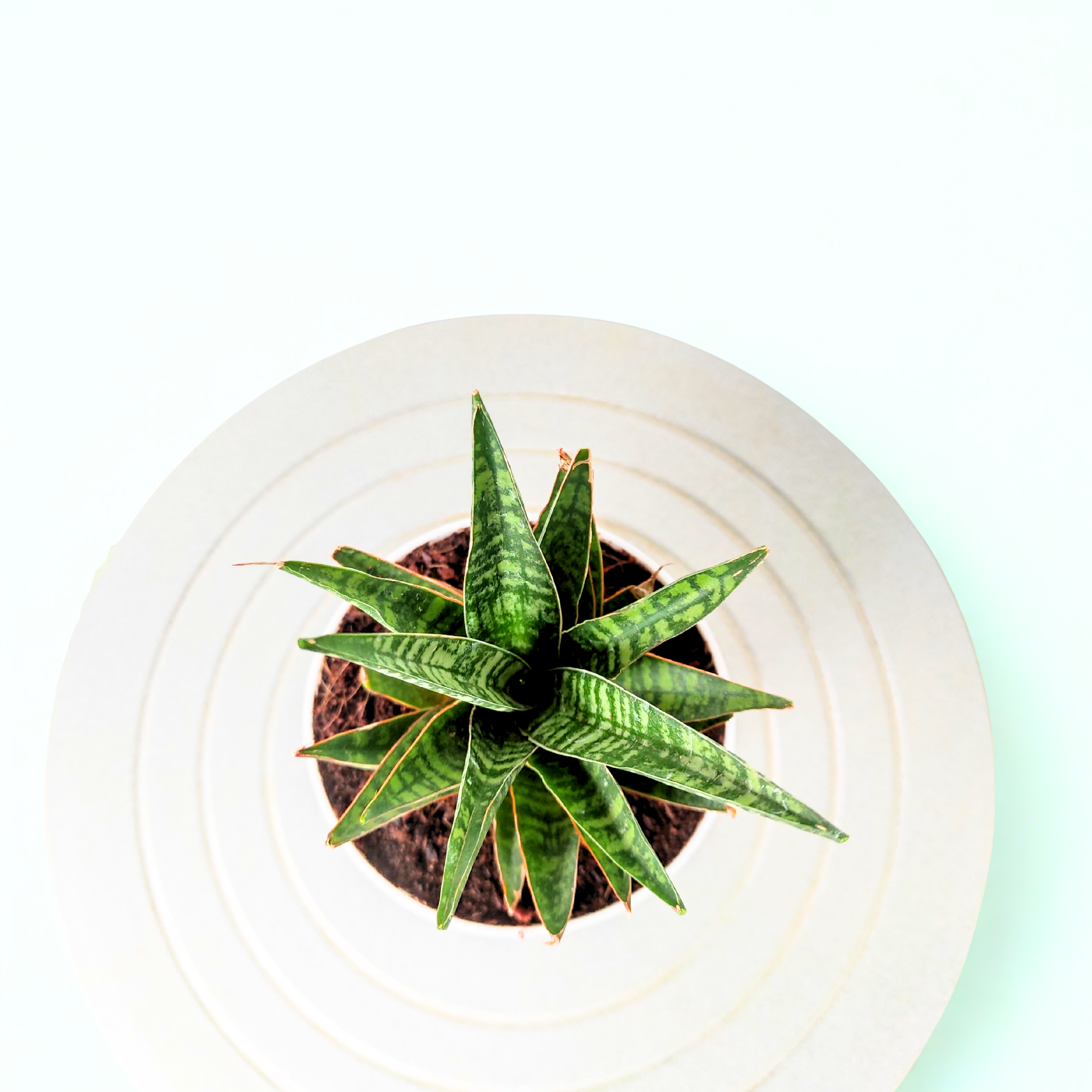 snake plant with rocks Snake Plant Crocodile Rock – Unique & Low-Maintenance Houseplant – rootsraja.in