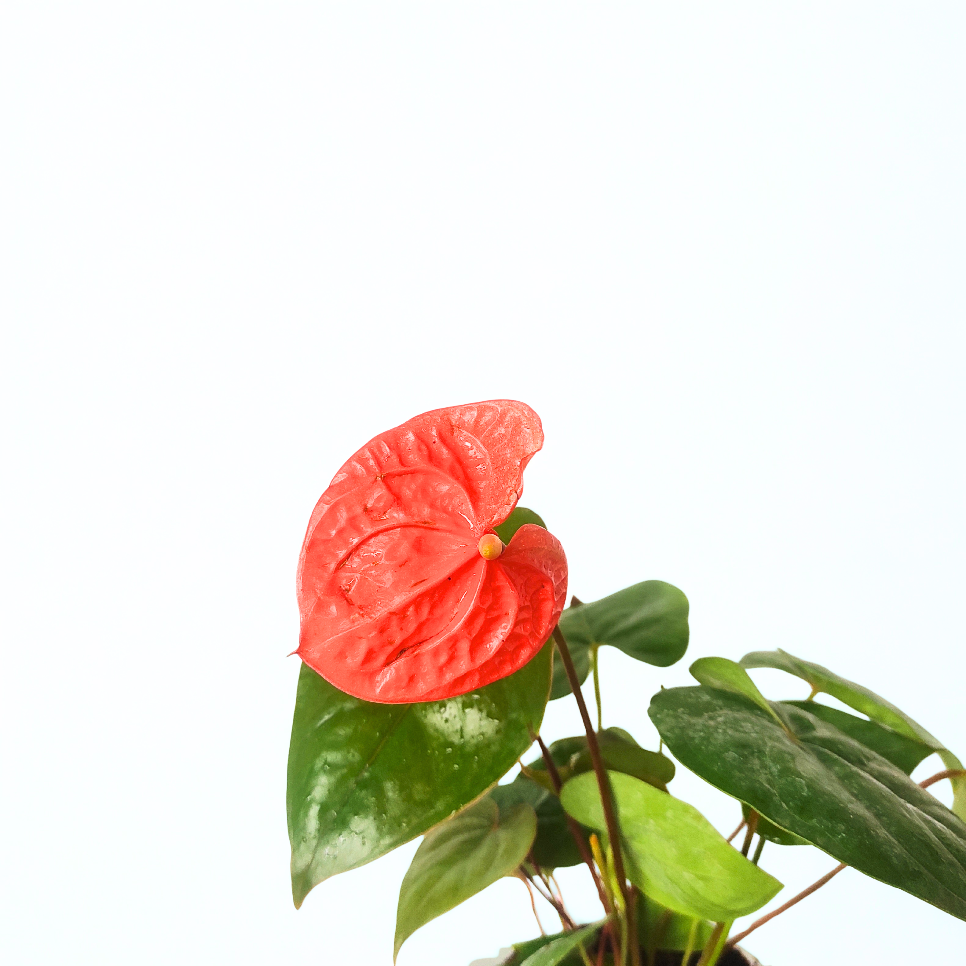 anthurium health benefits Anthurium Orange Plant