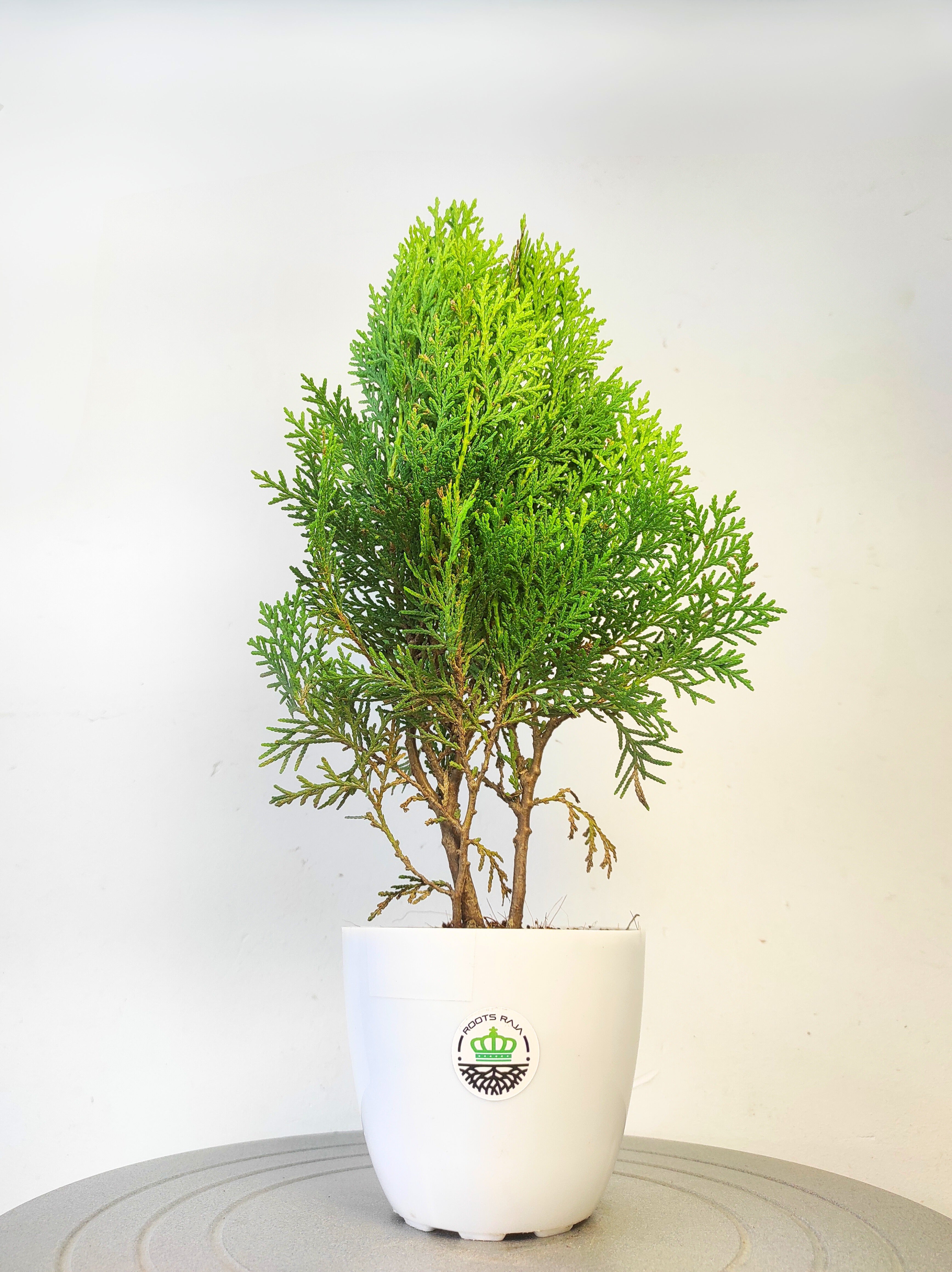 Thuja Plant