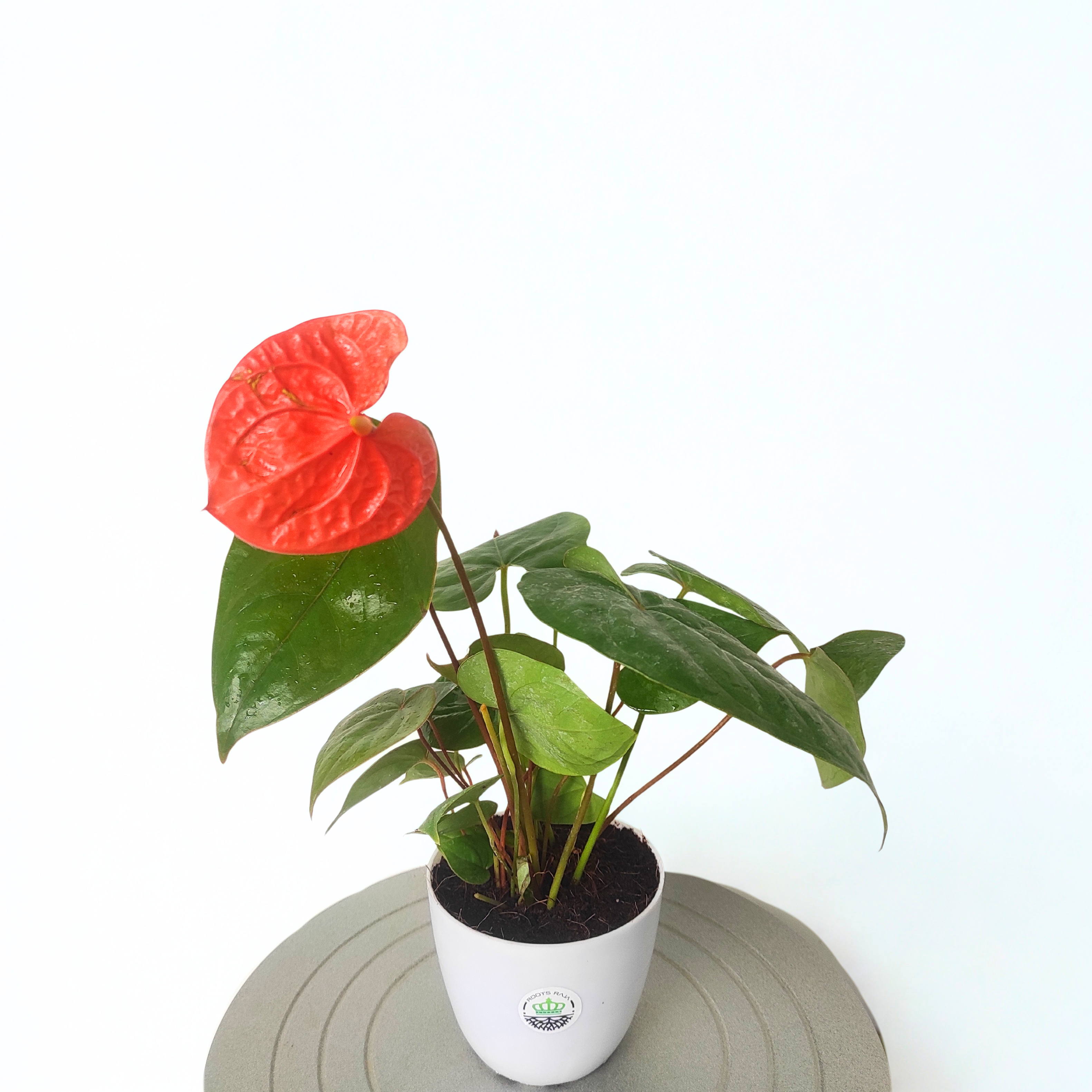 anthurium price in chennai Anthurium Orange Plant