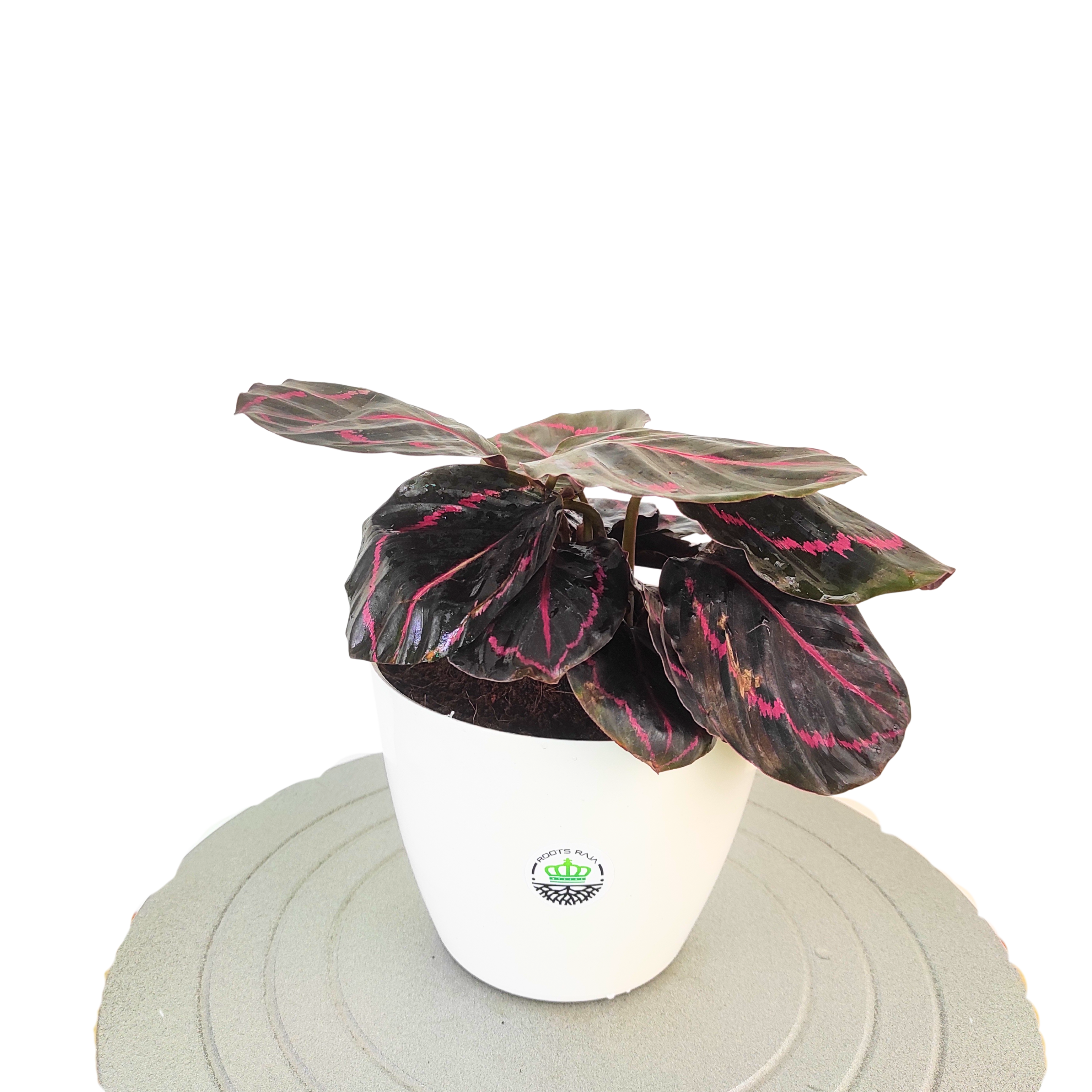 Calathea Dottie